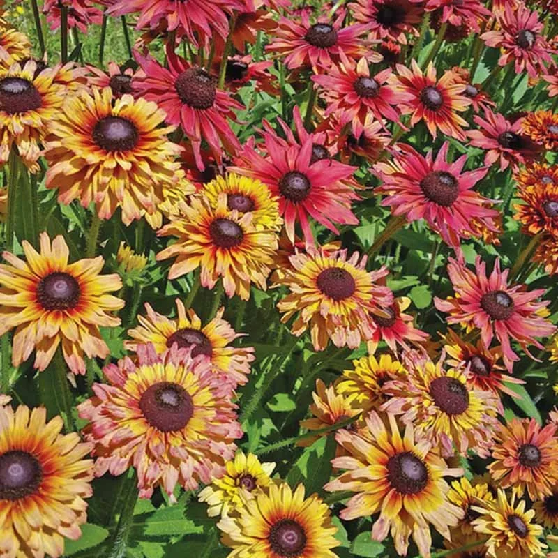 'Sahara' perennial Black-Eyed Susan