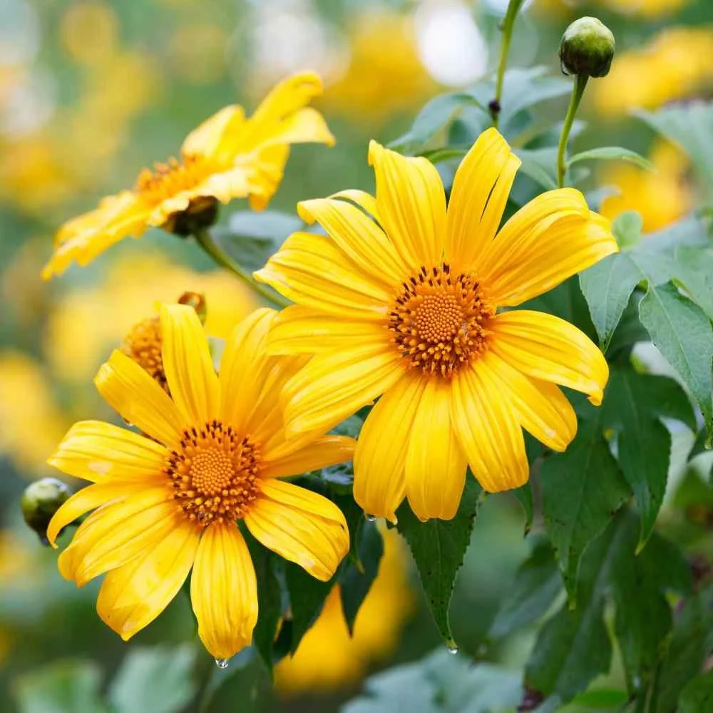 Mexican Sunflower--Yellow