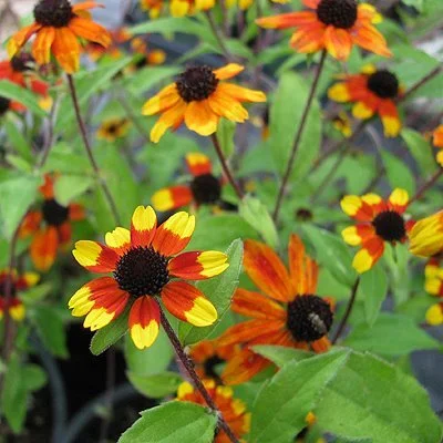 'Prairie Glow' Perennial Black-Eyed Susan