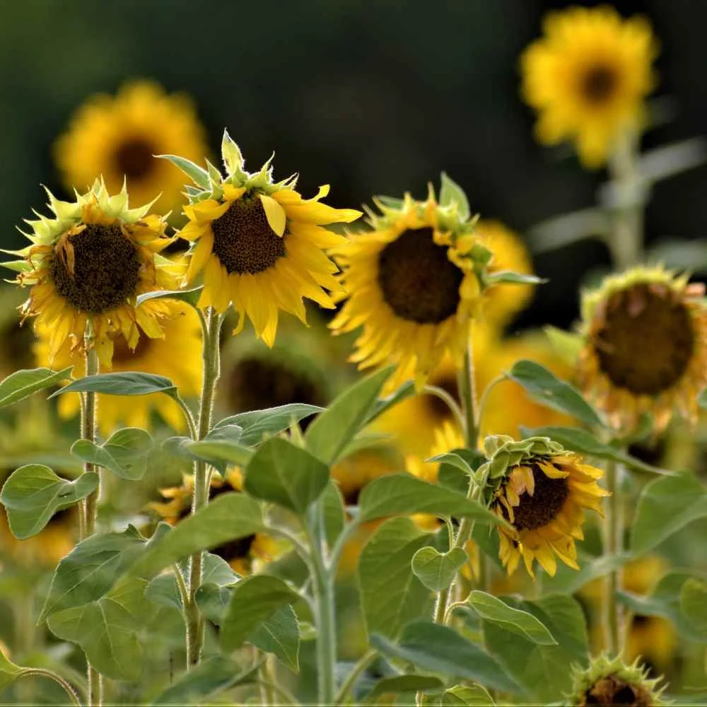 Sunflower Wild 2.jpg