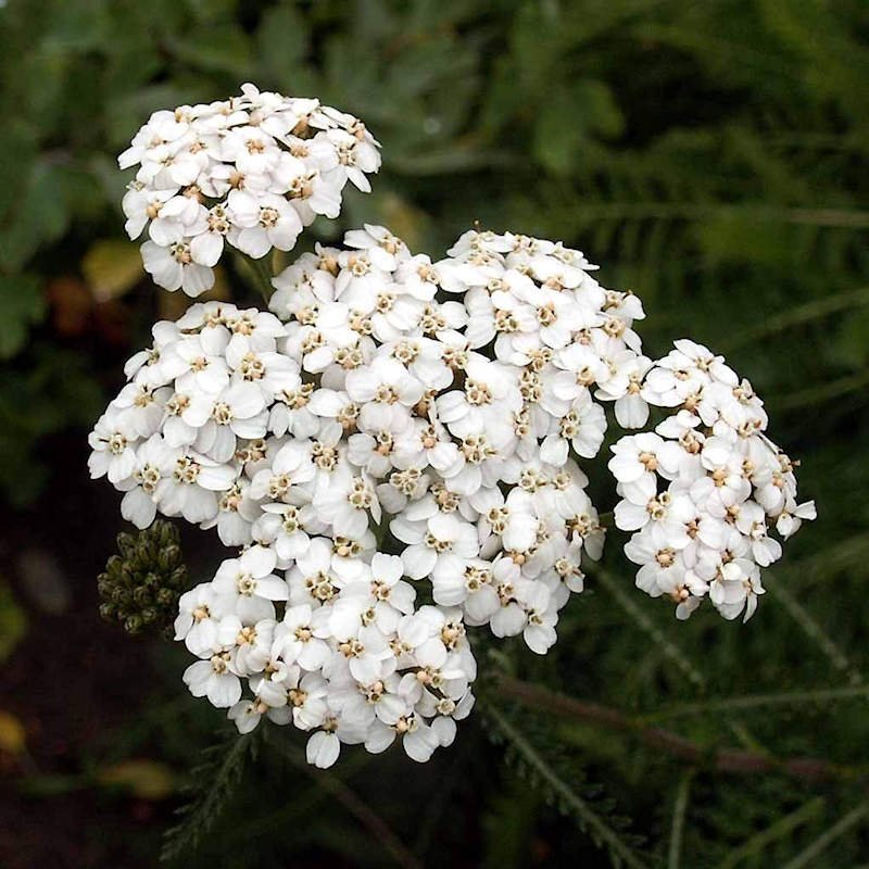 White Yarrow