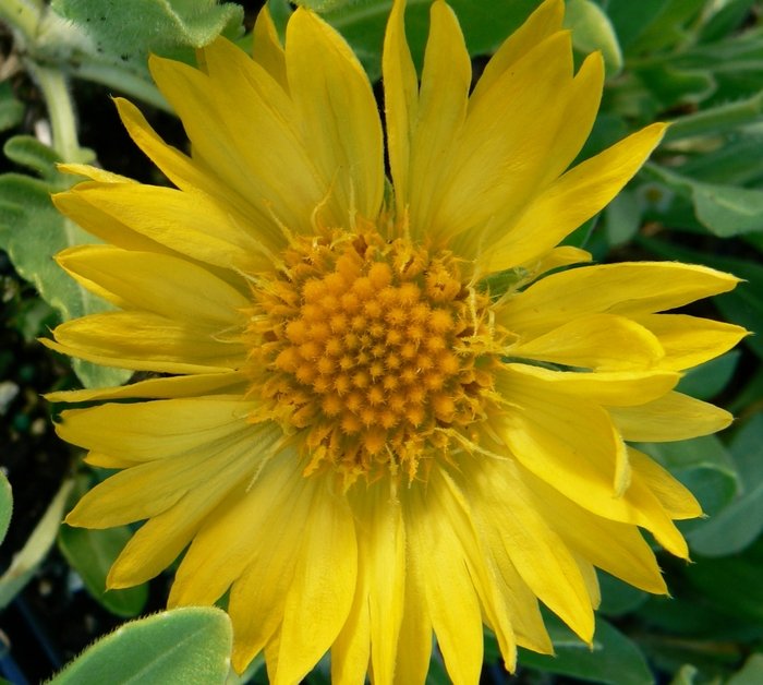 'Aurea Purea' Perennial Blanket Flower