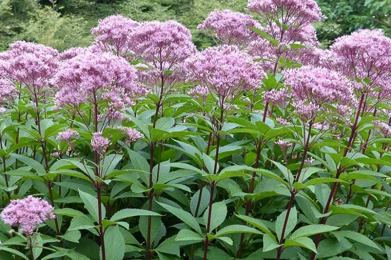 2451 Eutrochium maculatum 'Joe Pye Weed'.jpg