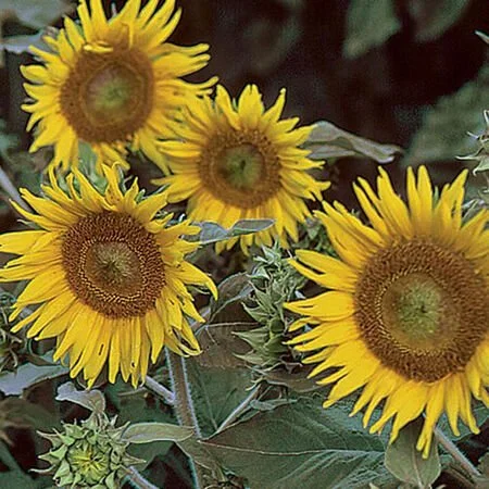 'Irish Eyes' Perennial Black-Eyed Susan