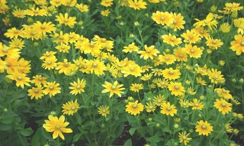 'Irish Spring' Perennial Black-Eyed Susan