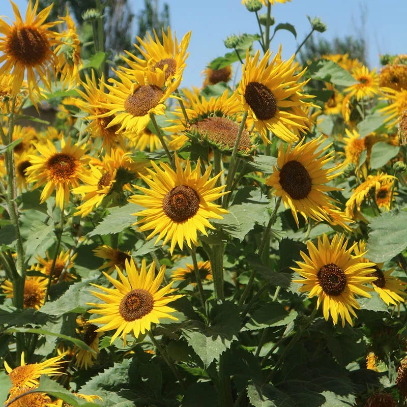 Bright Star Orange--CLEARANCE