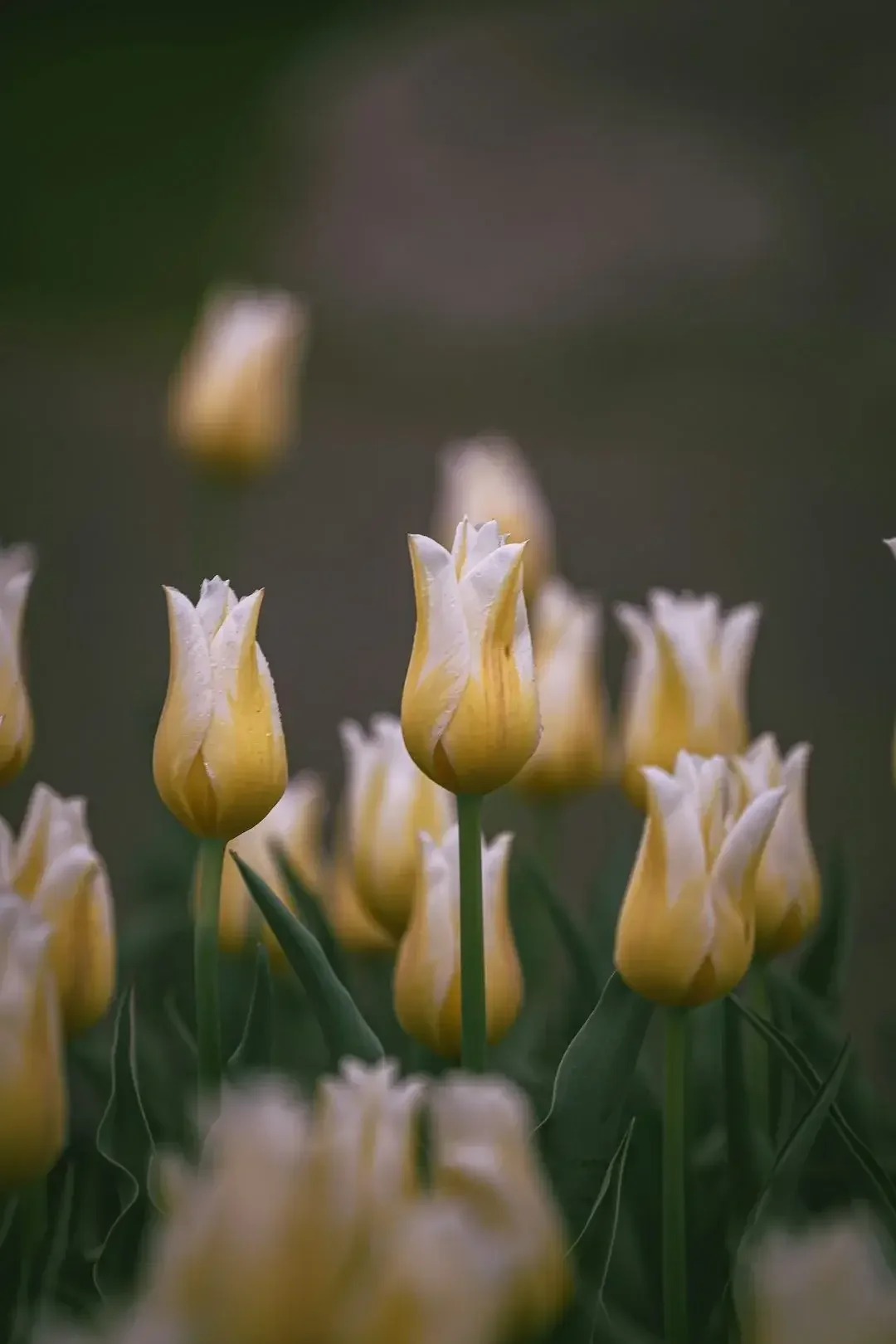 Close-up view of yellow and white tulips blooming on green stems with a blurred background.