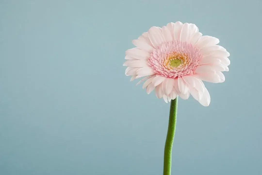 A single pale pink daisy flower with a green stem against a light blue background.