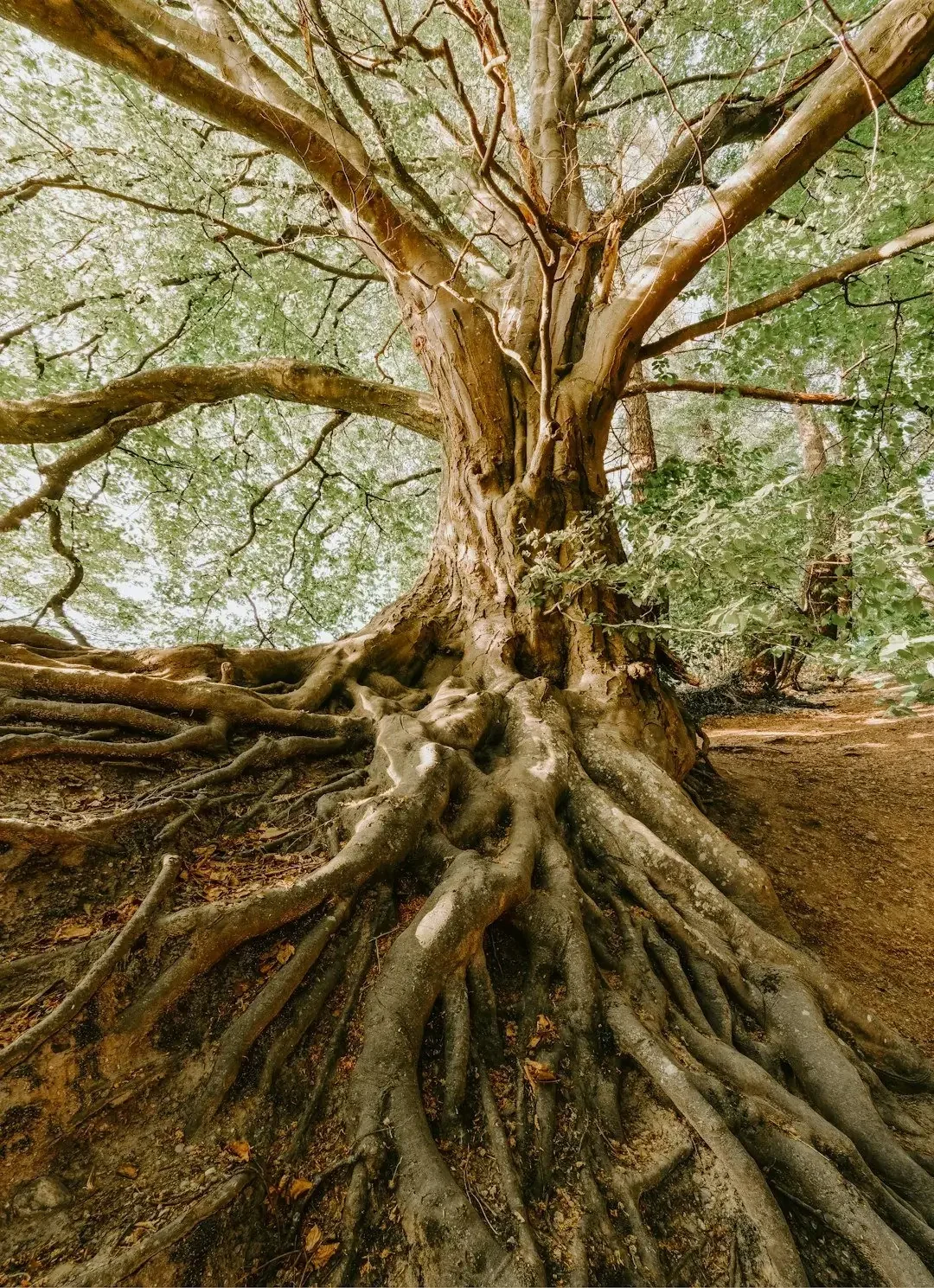 A large tree with extensive roots above ground and a thick trunk, surrounded by green foliage.