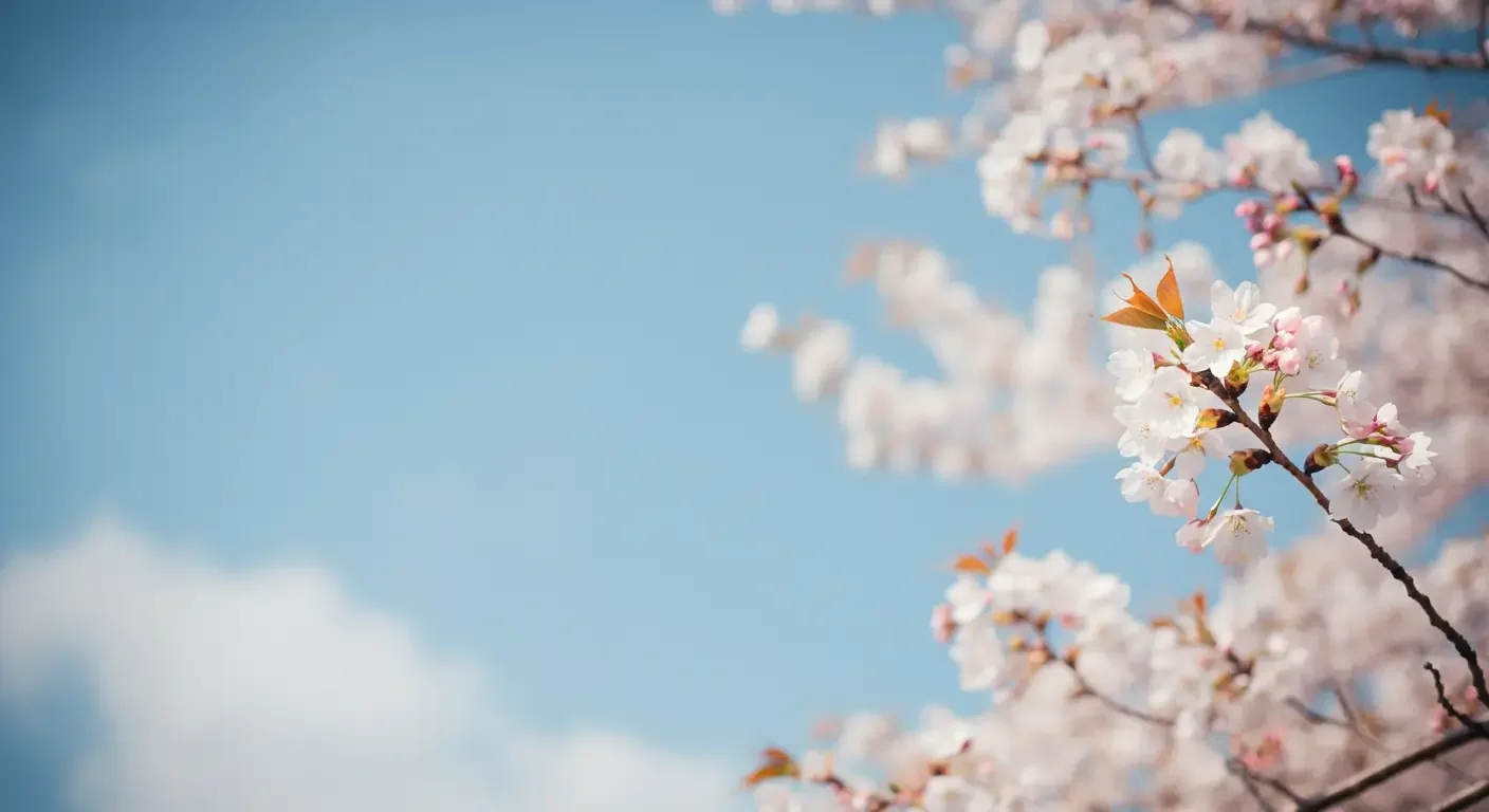 Cherry blossoms with pink and white flowers on branches against a blue sky.