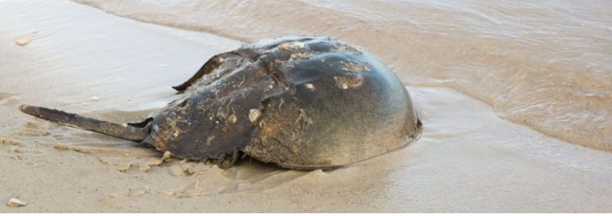Bacterial Endotoxin Testing – why the horseshoe crabs are celebrating!&nbsp;