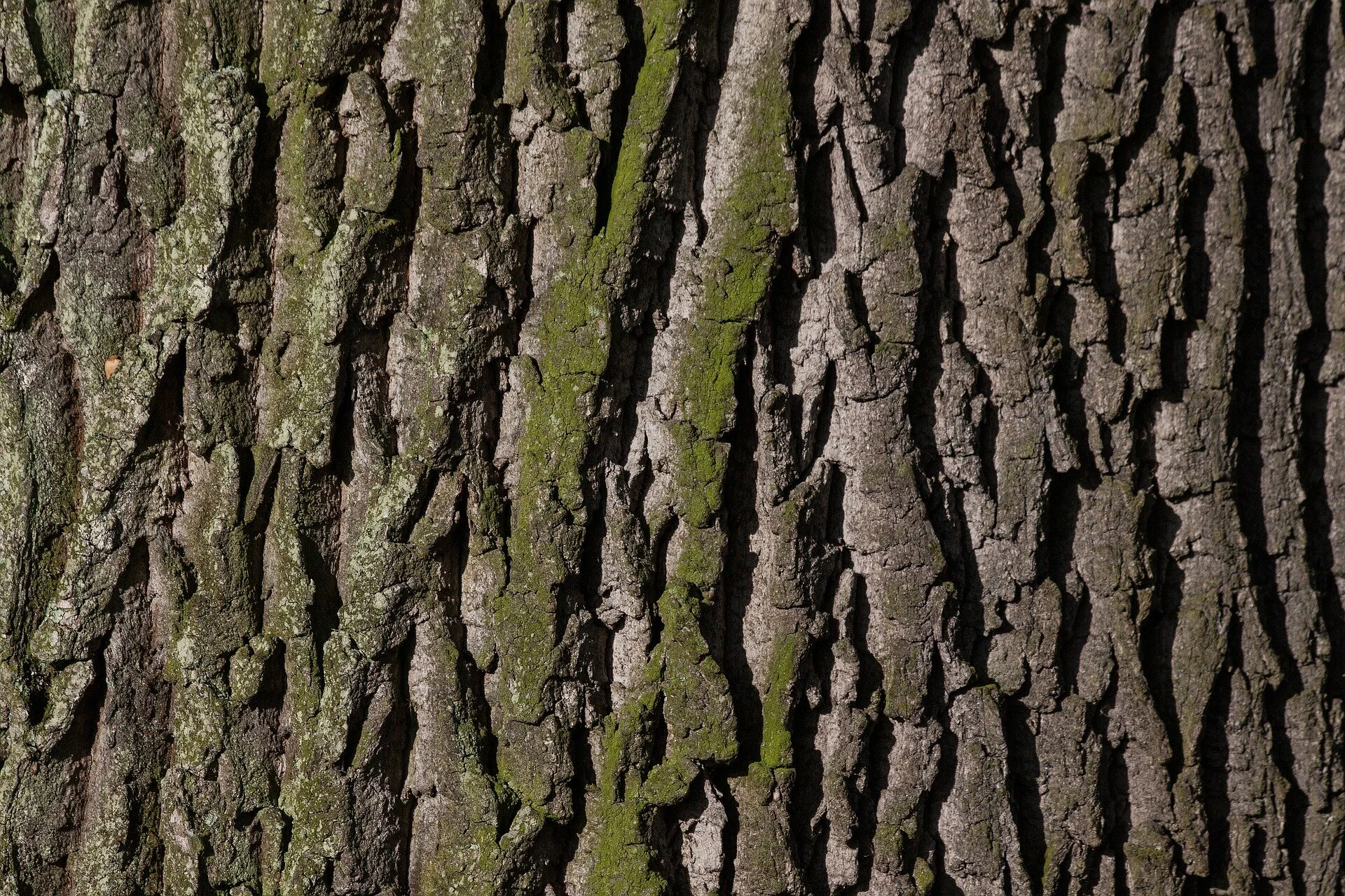 bark-207252_1920_Pixabay_Free_Oak_Bark.jpg