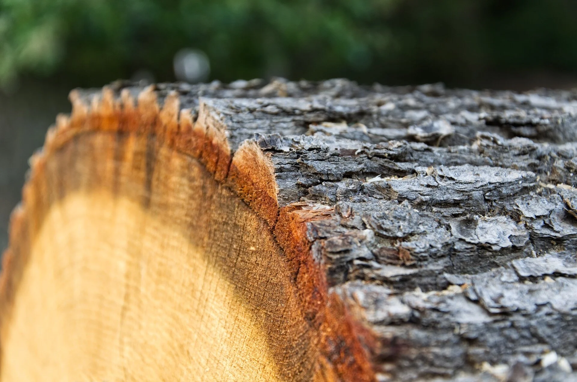 wood-3645729_1920_free_pixabay.jpg