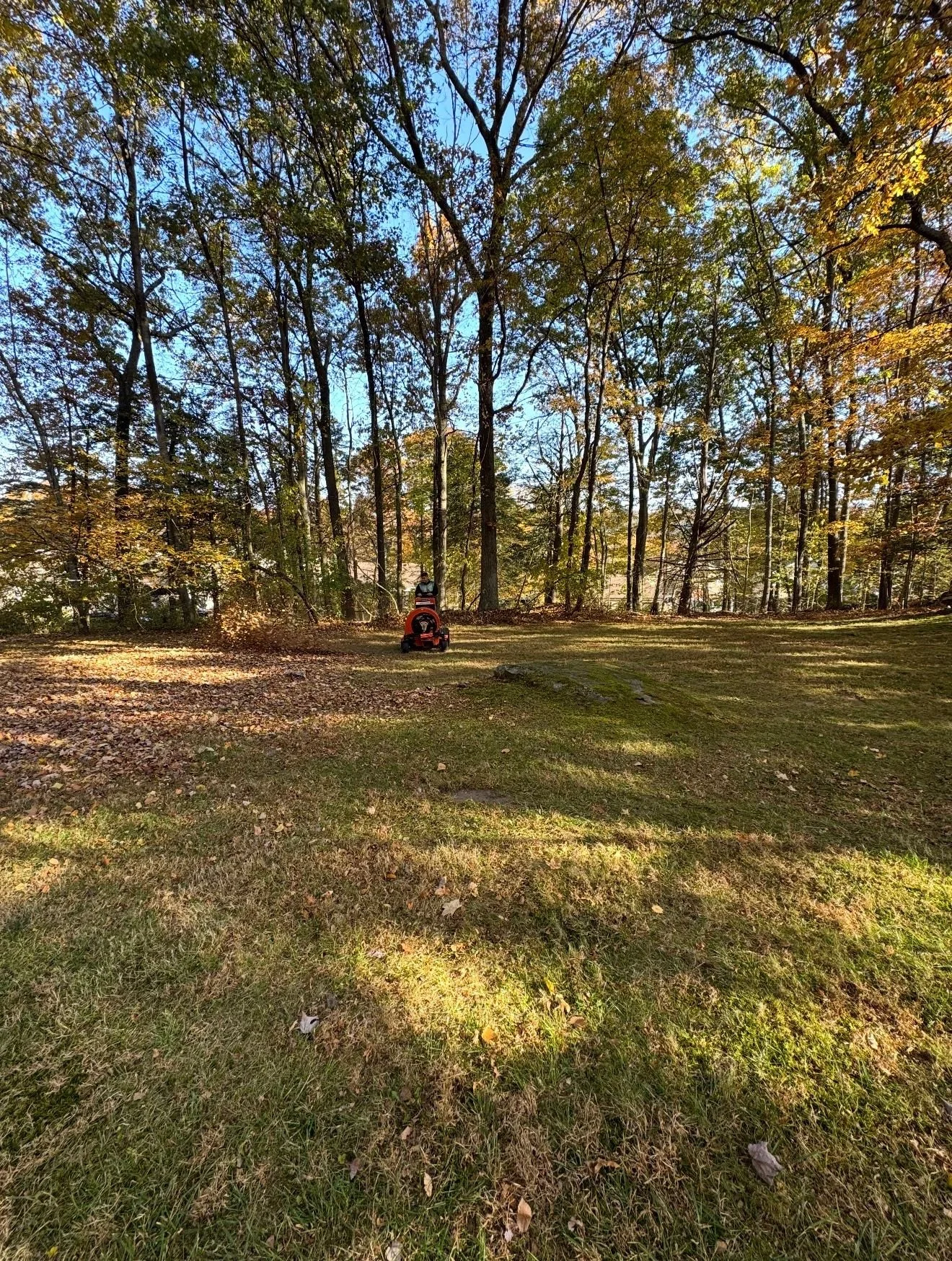 A grassy area with some fallen leaves, surrounded by tall trees with autumn foliage, and a person on a red riding lawn mower in the background.