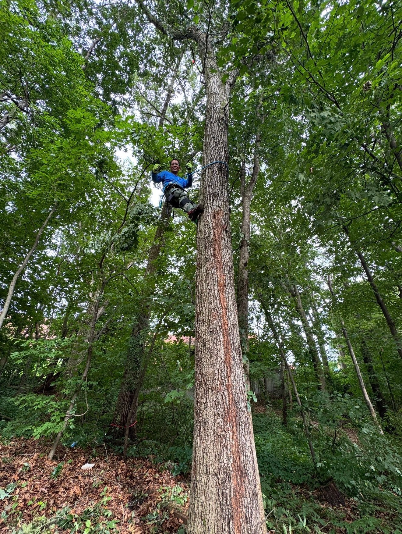 A person wearing safety harness and gloves standing on a rope high among tall green trees in a forest.