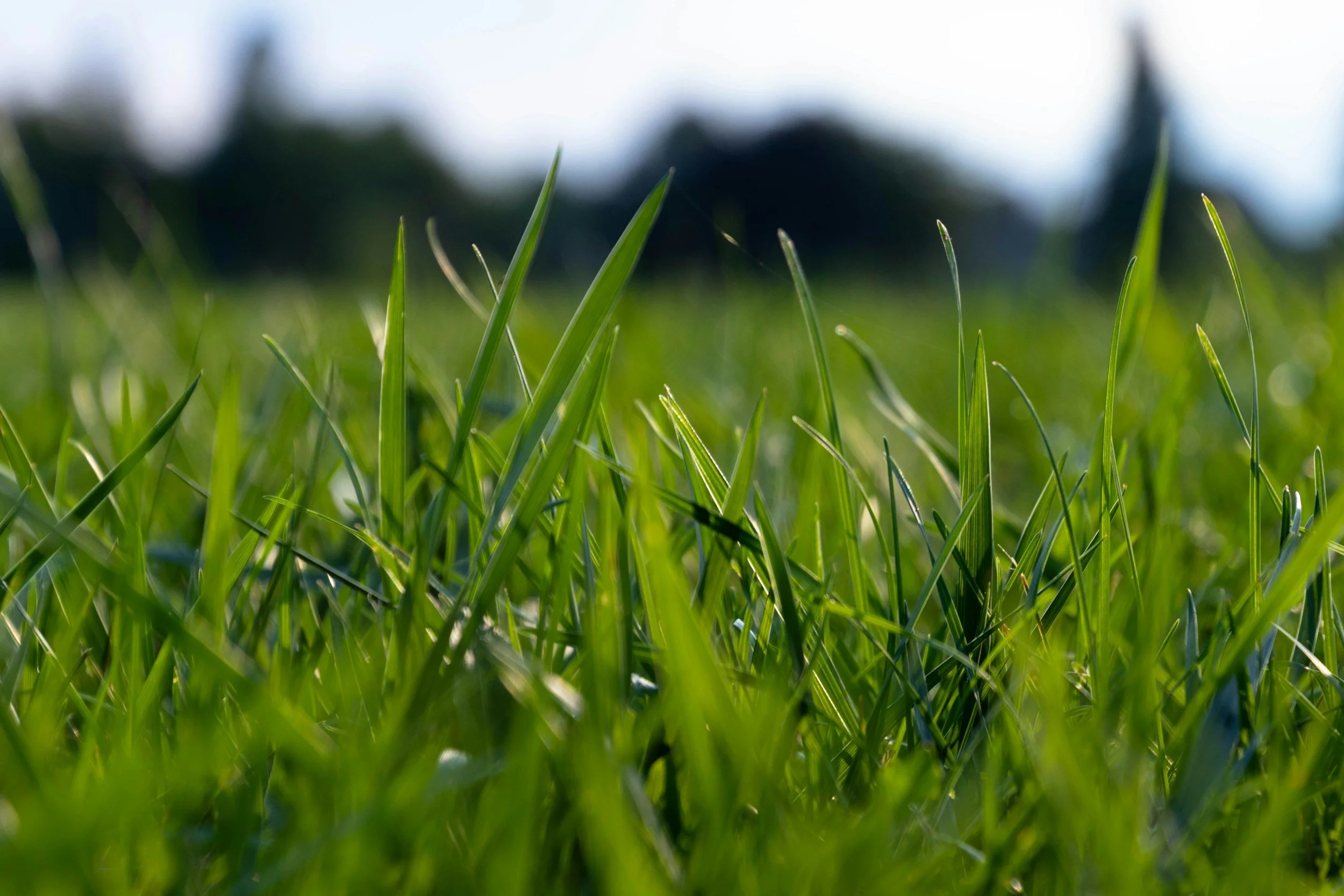 Close-up view of green grass blades with blurred background of sky and trees.