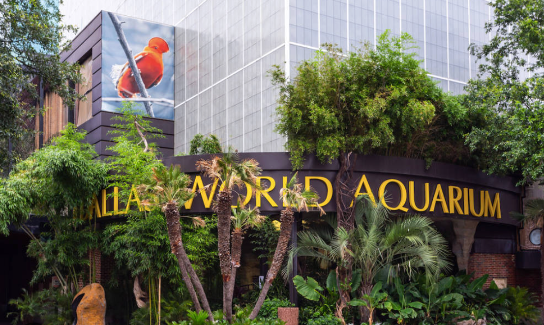 The Dallas Aquarium 