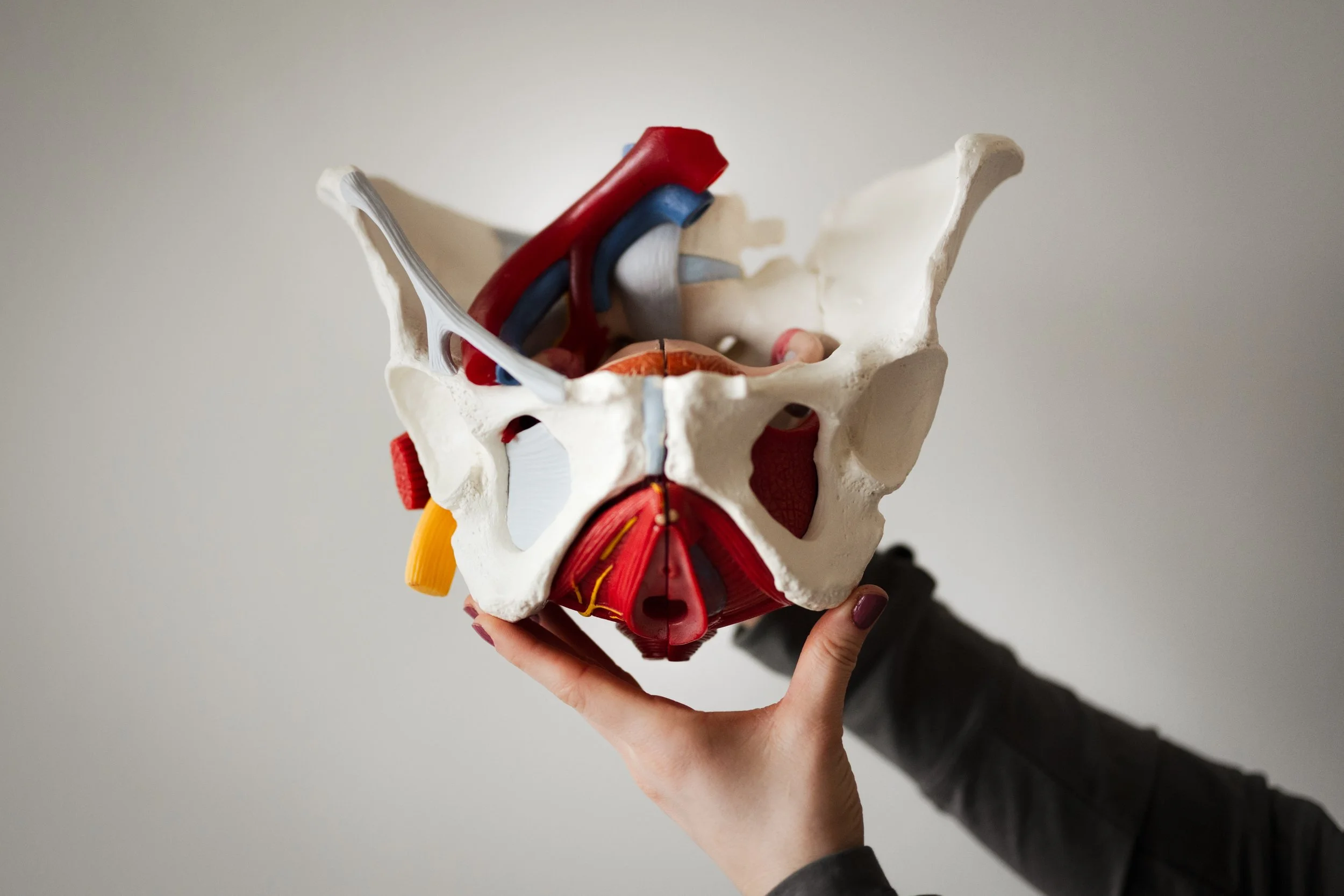 pelvis pelvic floor therapy women's health pelvic health pelvic floor therapy