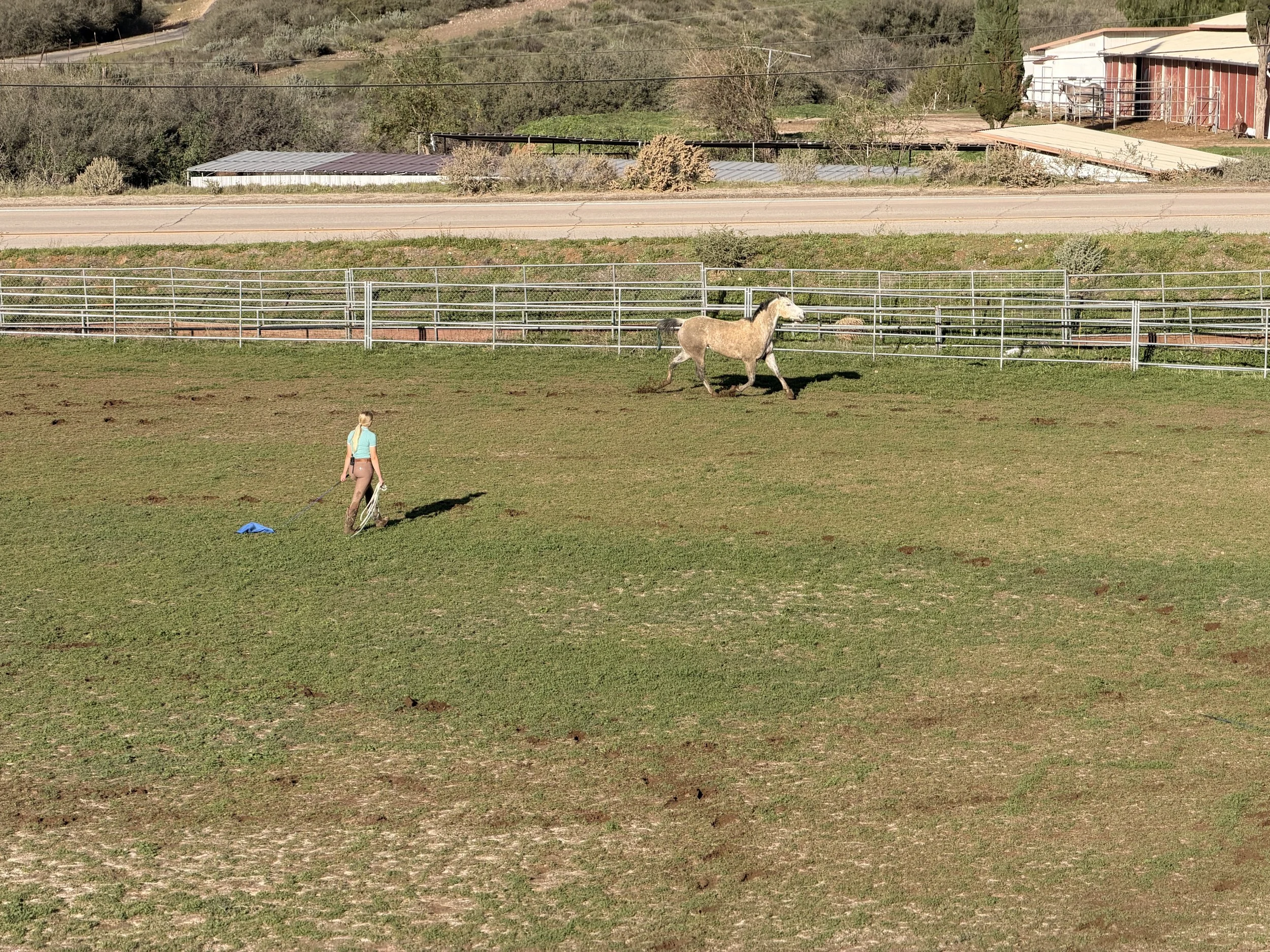 A woman mowing a grassy field with a small blue mower, while a large light-colored horse runs in the background near a white fence. There are buildings and a road in the distance.