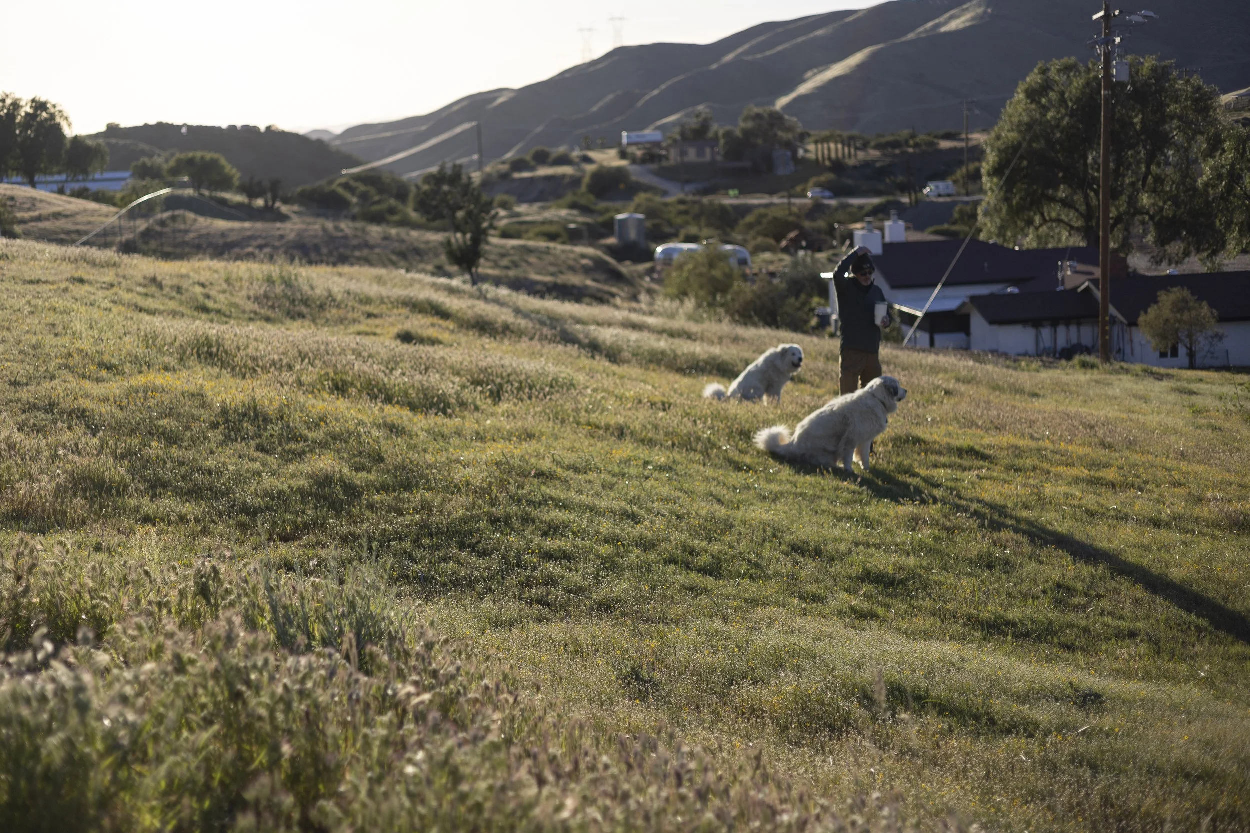 Person walking three dogs in a grassy, hilly area with mountains in the background.