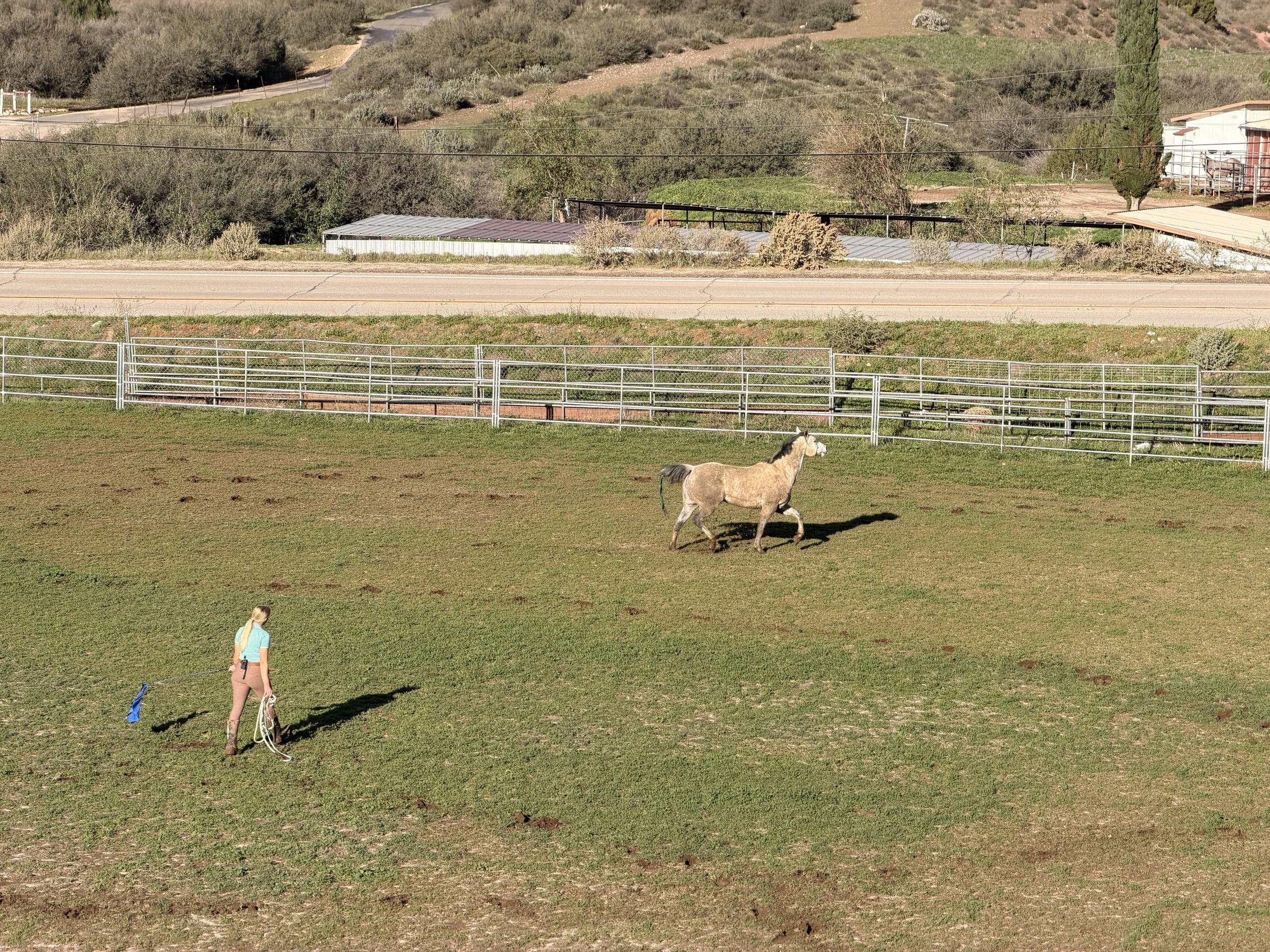 A person with a lunge line and a bundle of ropes standing in a grassy field with a galloping light-colored horse, enclosed by a metal fence. In the background, there are hills, trees, and roads.