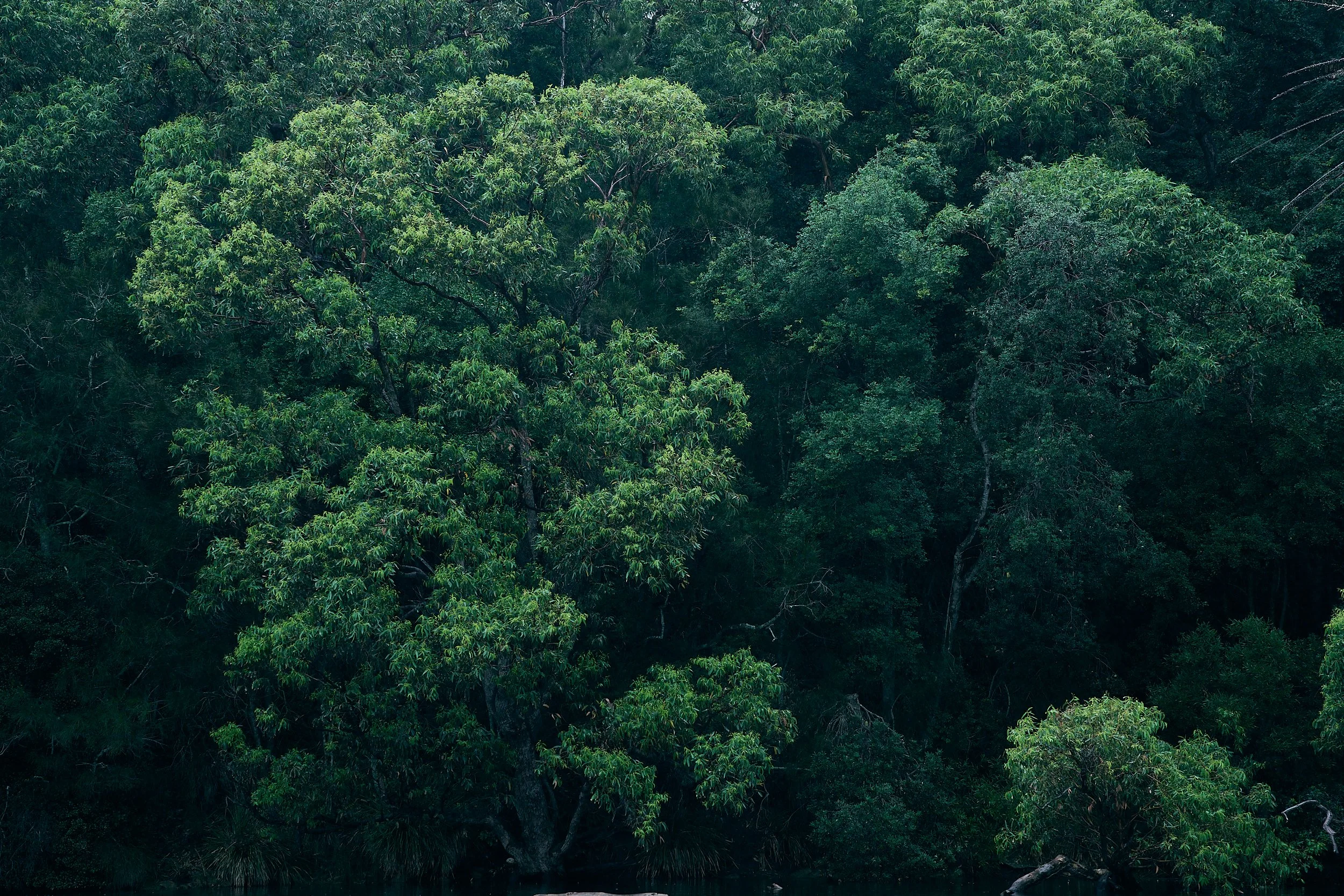 Wet Sunday, Wattamolla.