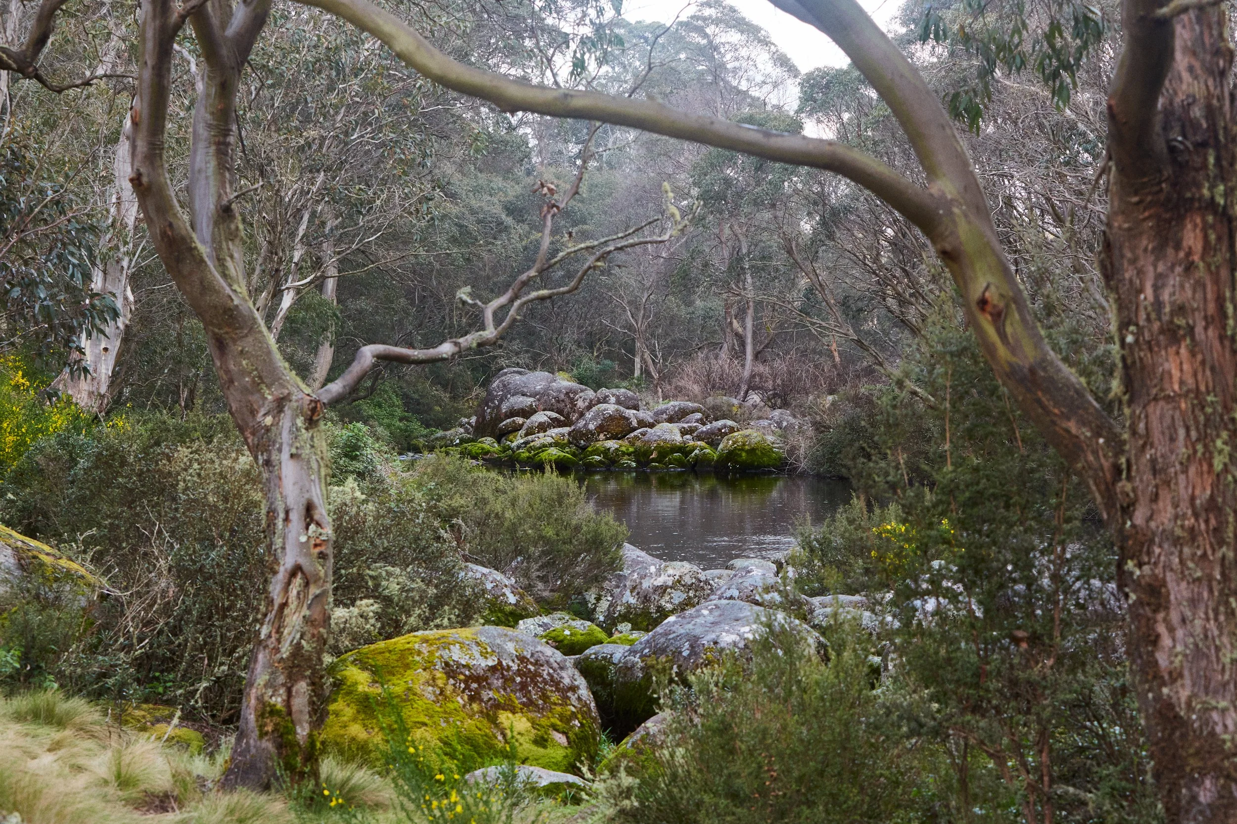 Trout Fishing, Barrington Tops.