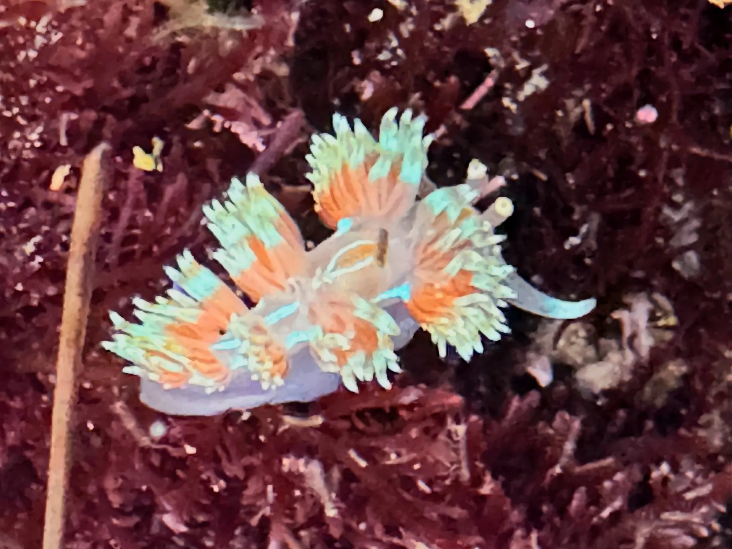 Bilingual Tide Pooling Field Trip for Families