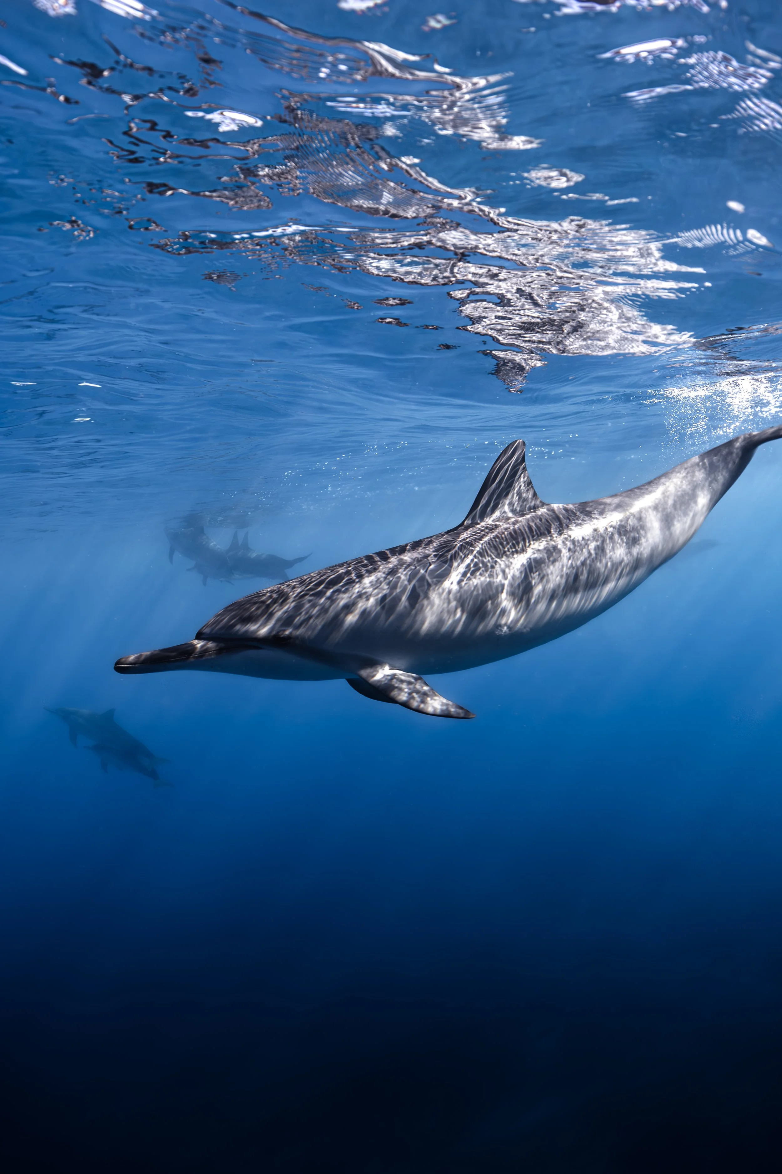 Wild dolphin swimming in clear blue water off Waikiki, Hawaii during a guided Honolulu snorkel tour.