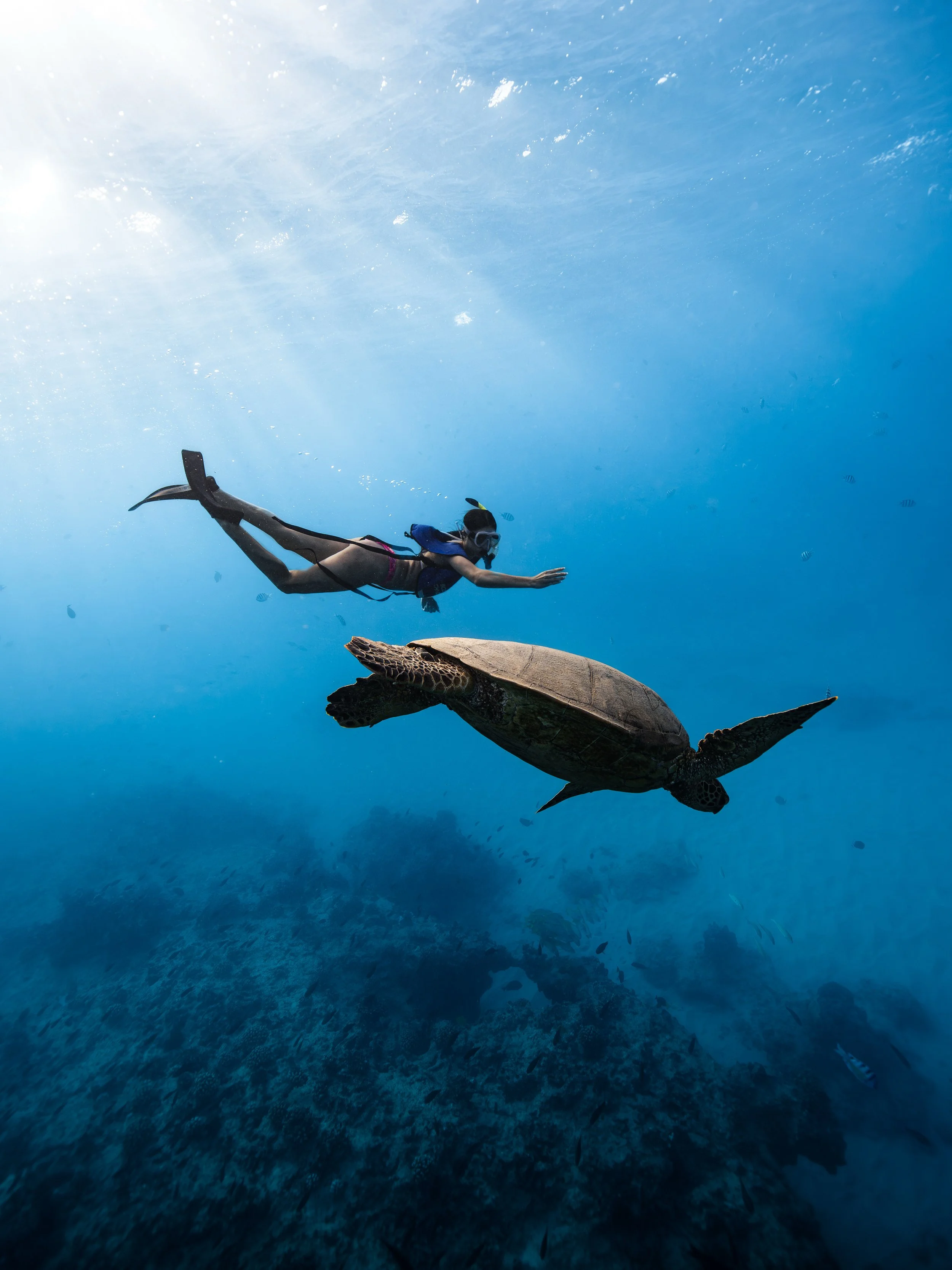 Snorkeling with Hawaiian green sea turtles at Turtle Canyon during a Waikiki snorkel boat tour in Honolulu, Oahu.