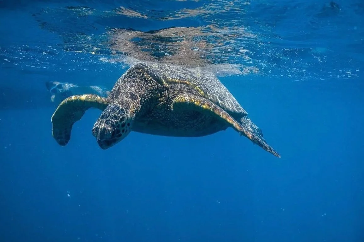 Snorkel boat cruise off Waikiki Beach in Honolulu, Oahu.