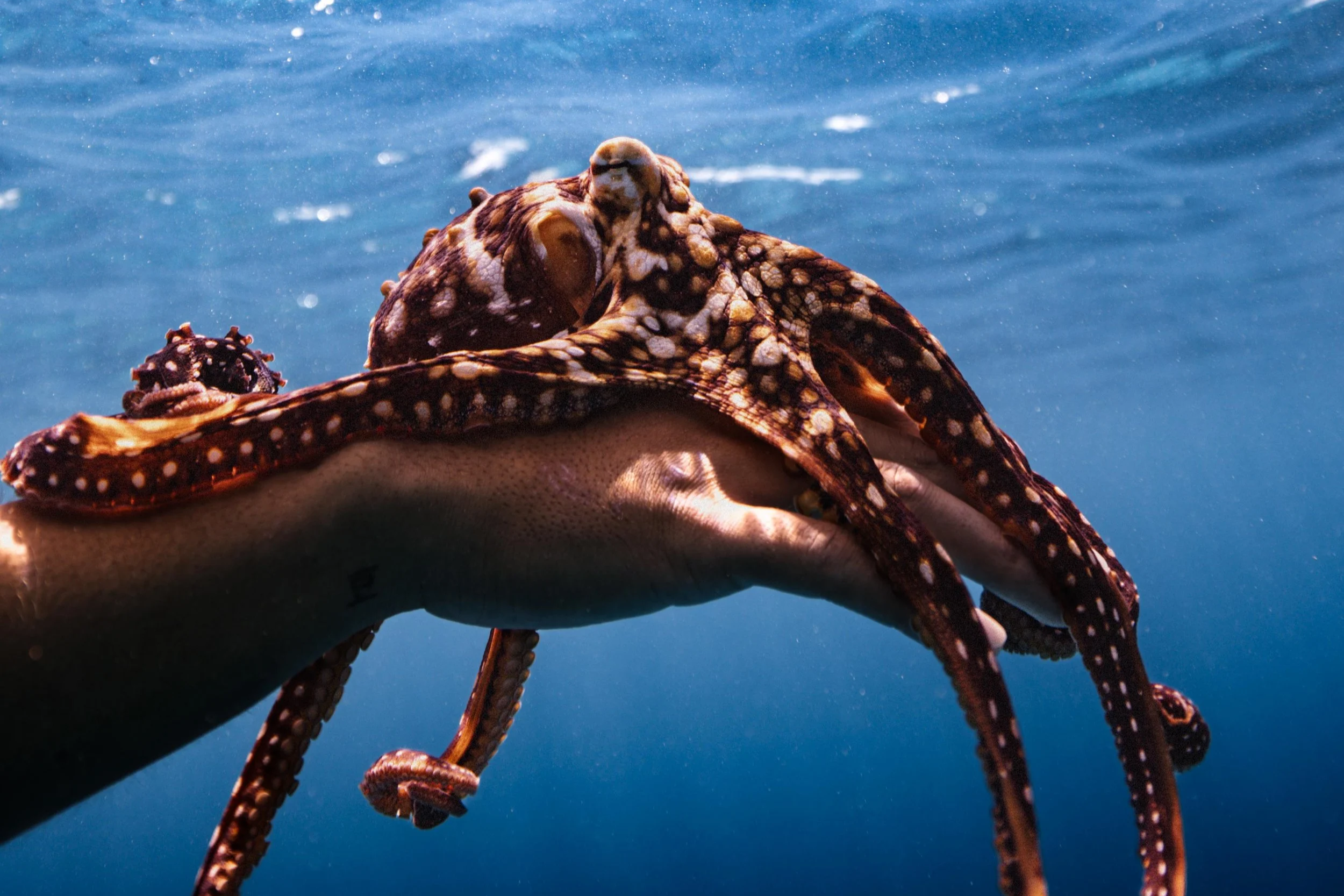 Best rated Waikiki snorkel boat tour at Turtle Canyon with Hawaiian green sea turtles and professional photo packages.