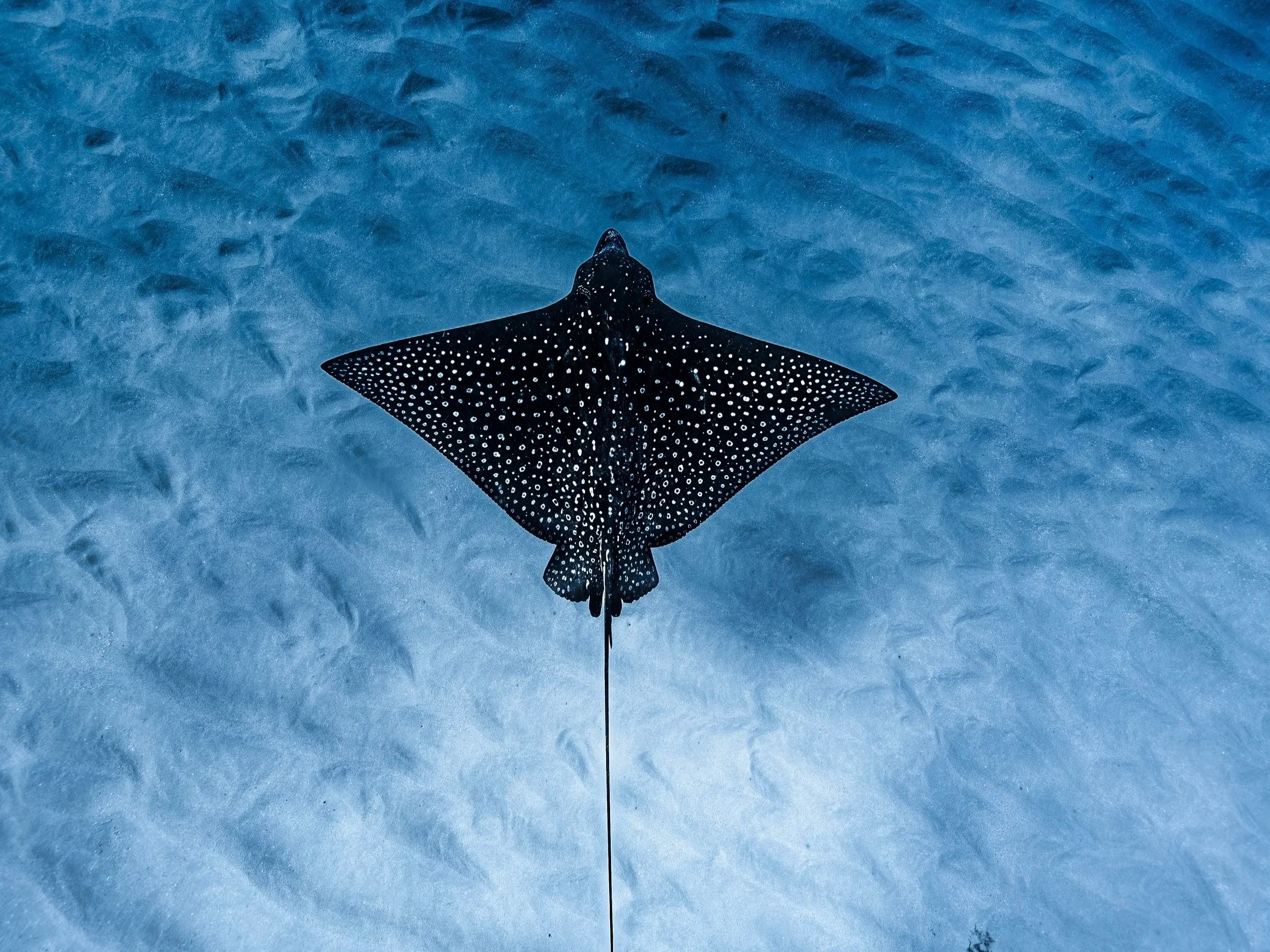 Waikiki snorkel charter featuring Turtle Canyon snorkeling and professional photo packages.