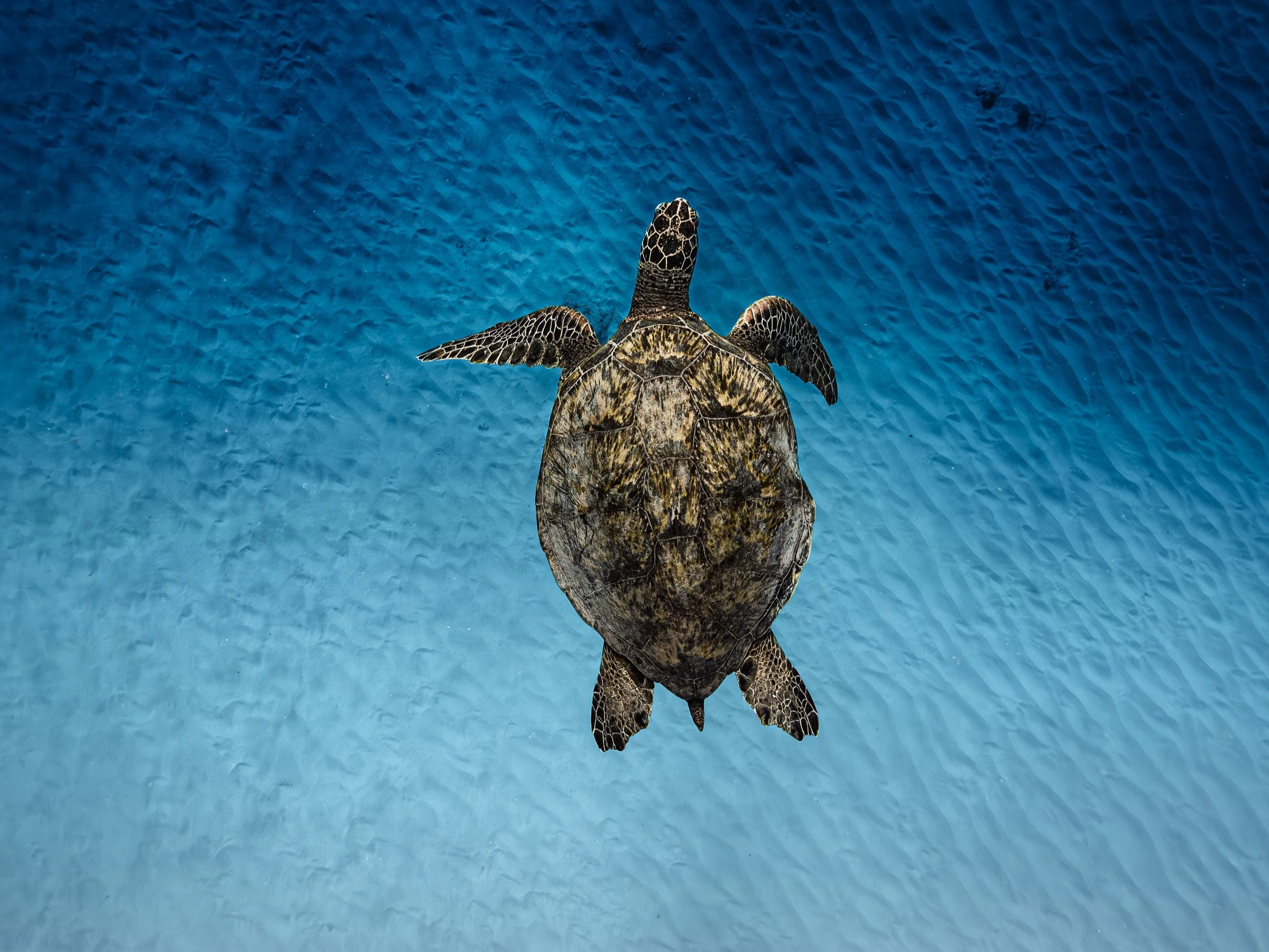 Top-rated Honolulu snorkel charter including underwater photography and marine life encounters.