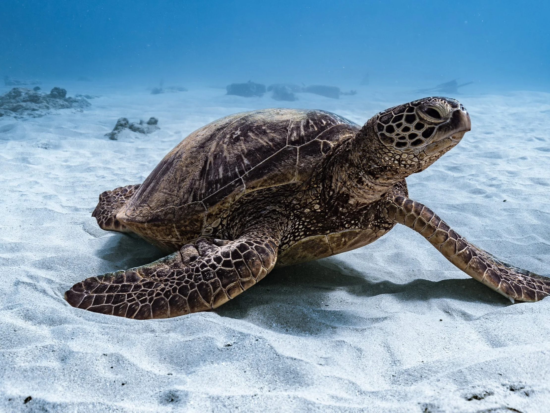 Waikiki snorkel boat tour with Turtle Canyon turtles and onboard photo packages.