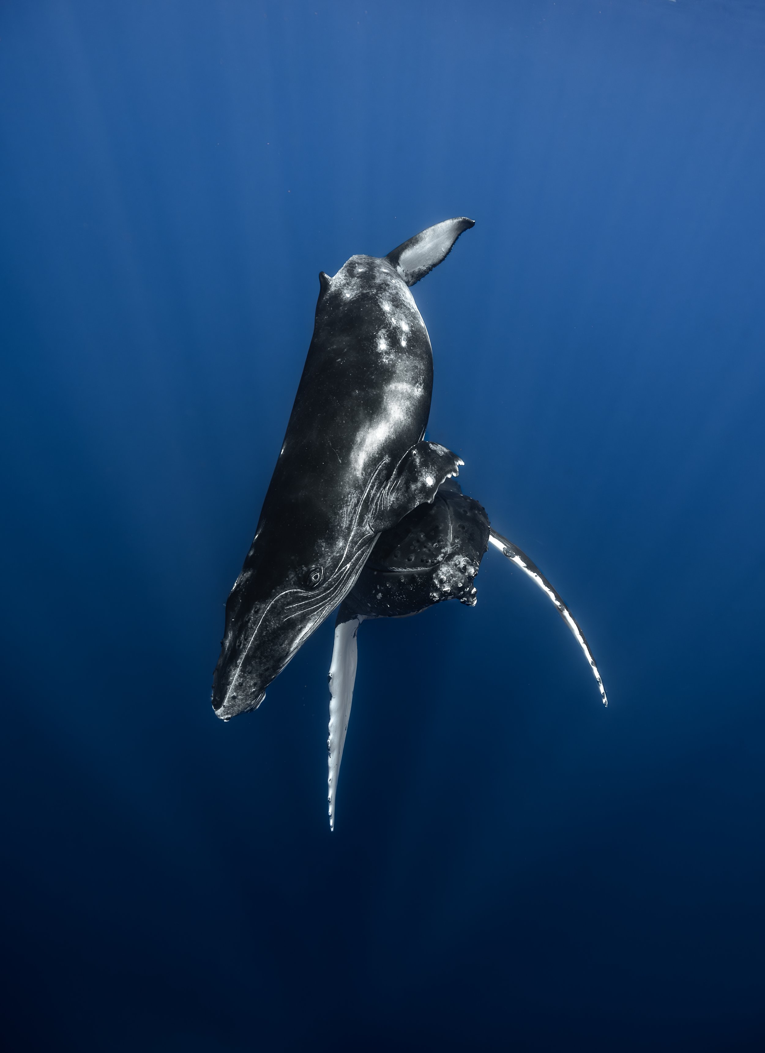 Humpback Whale Season in Hawaii: When to See Whales on Oahu