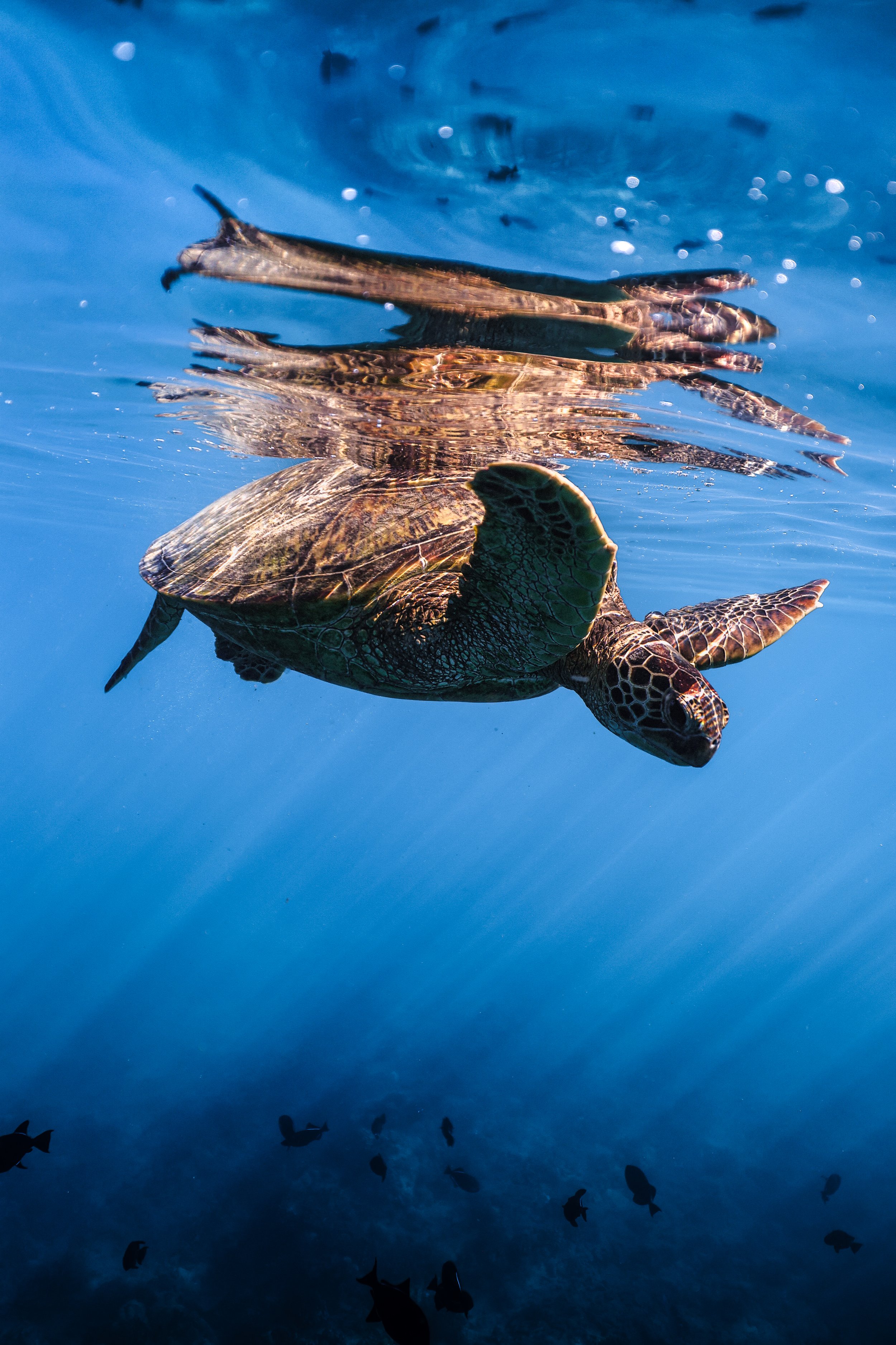 Turtle Canyon Snorkeling: Where to Swim with Sea Turtles in Waikiki
