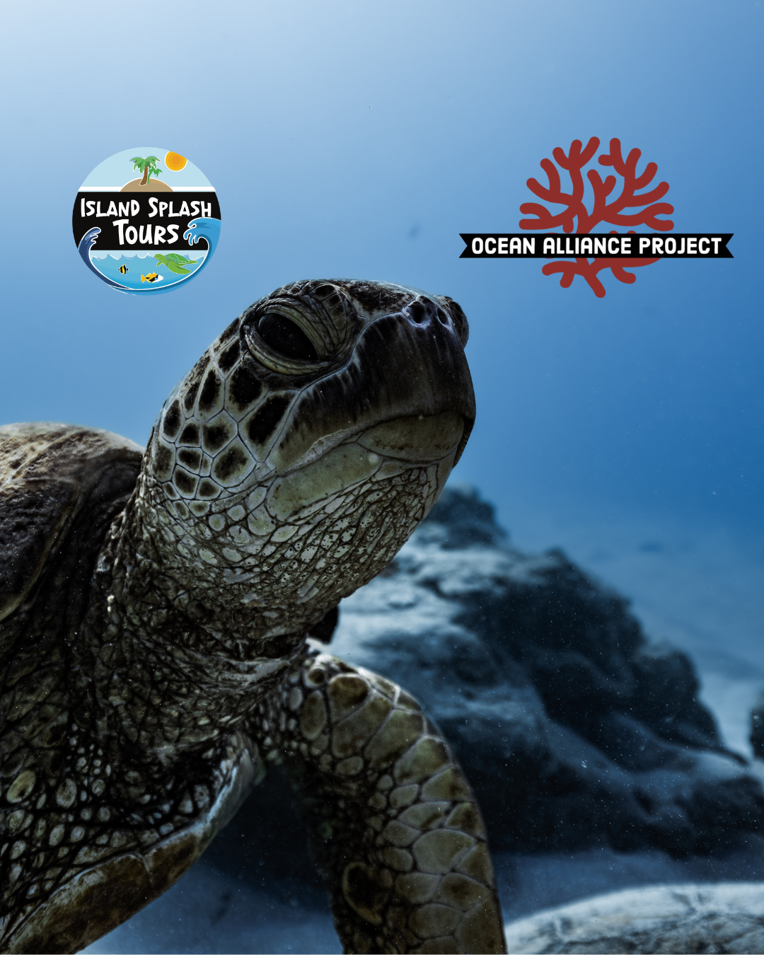 Our Partnership with Ocean Alliance Project