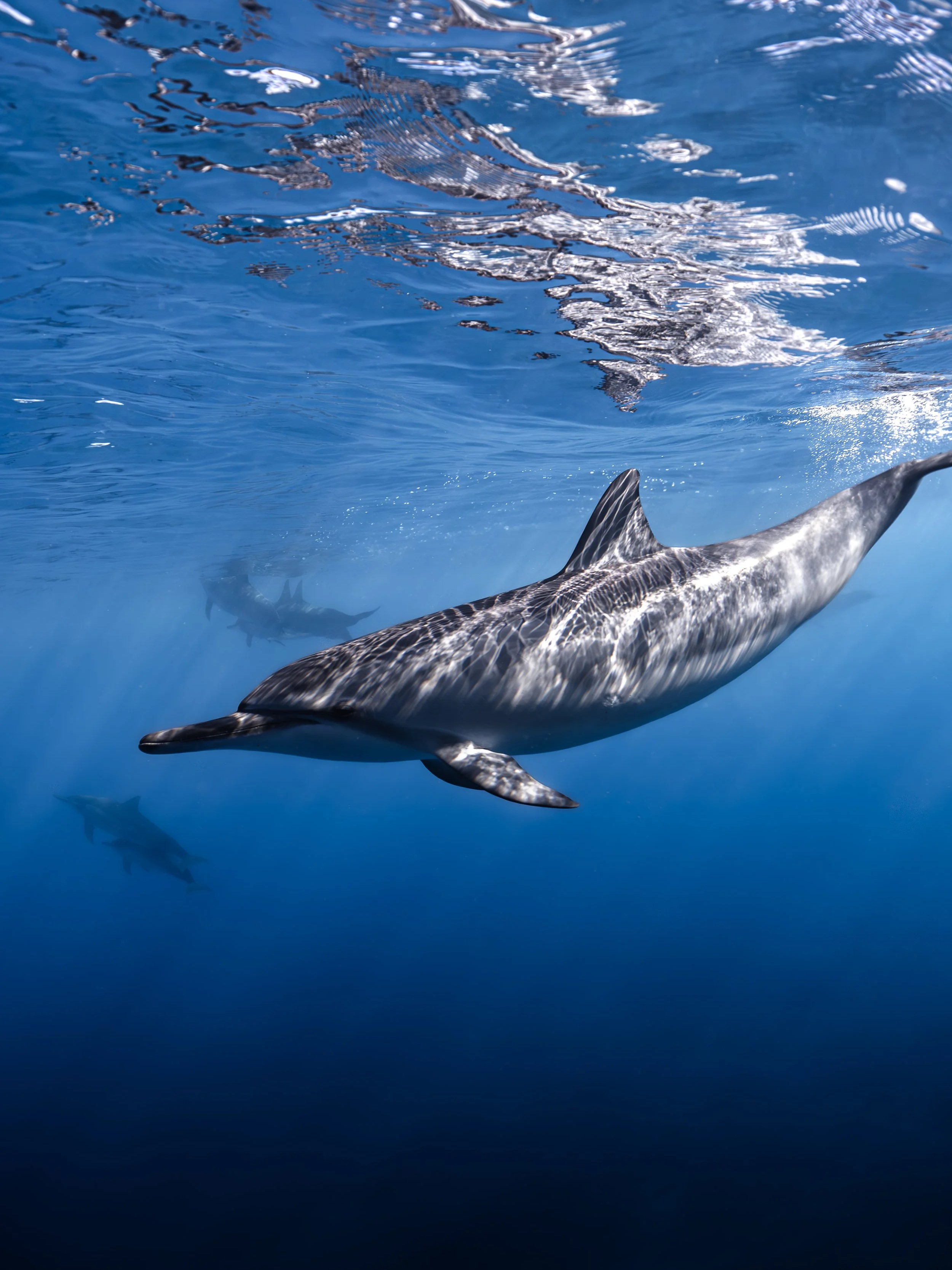 spinner dolphins swimming in clear water waimea bay north shore oahu