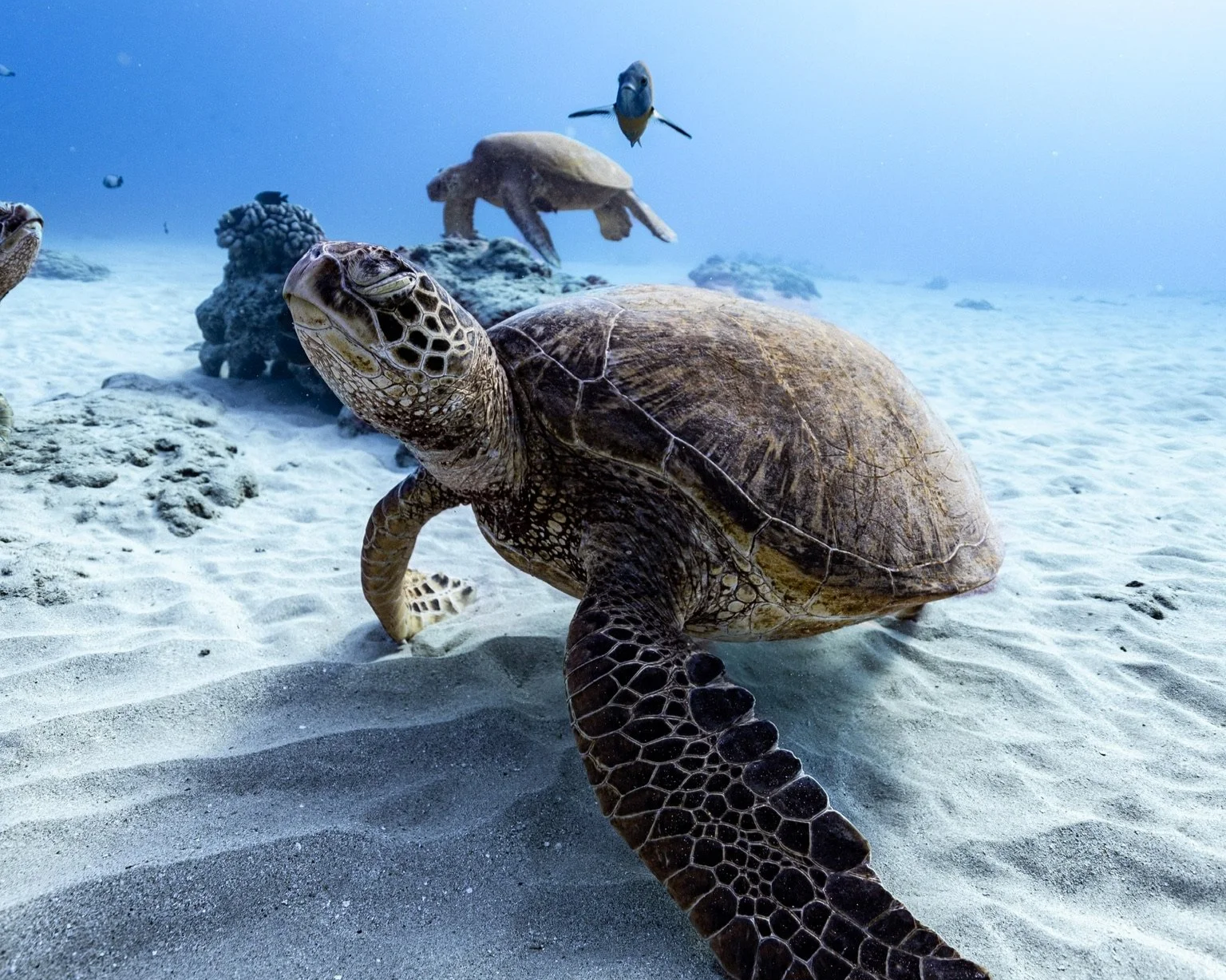 Snorkeling with sea turtles in Waikiki on an Oahu boat tour.
