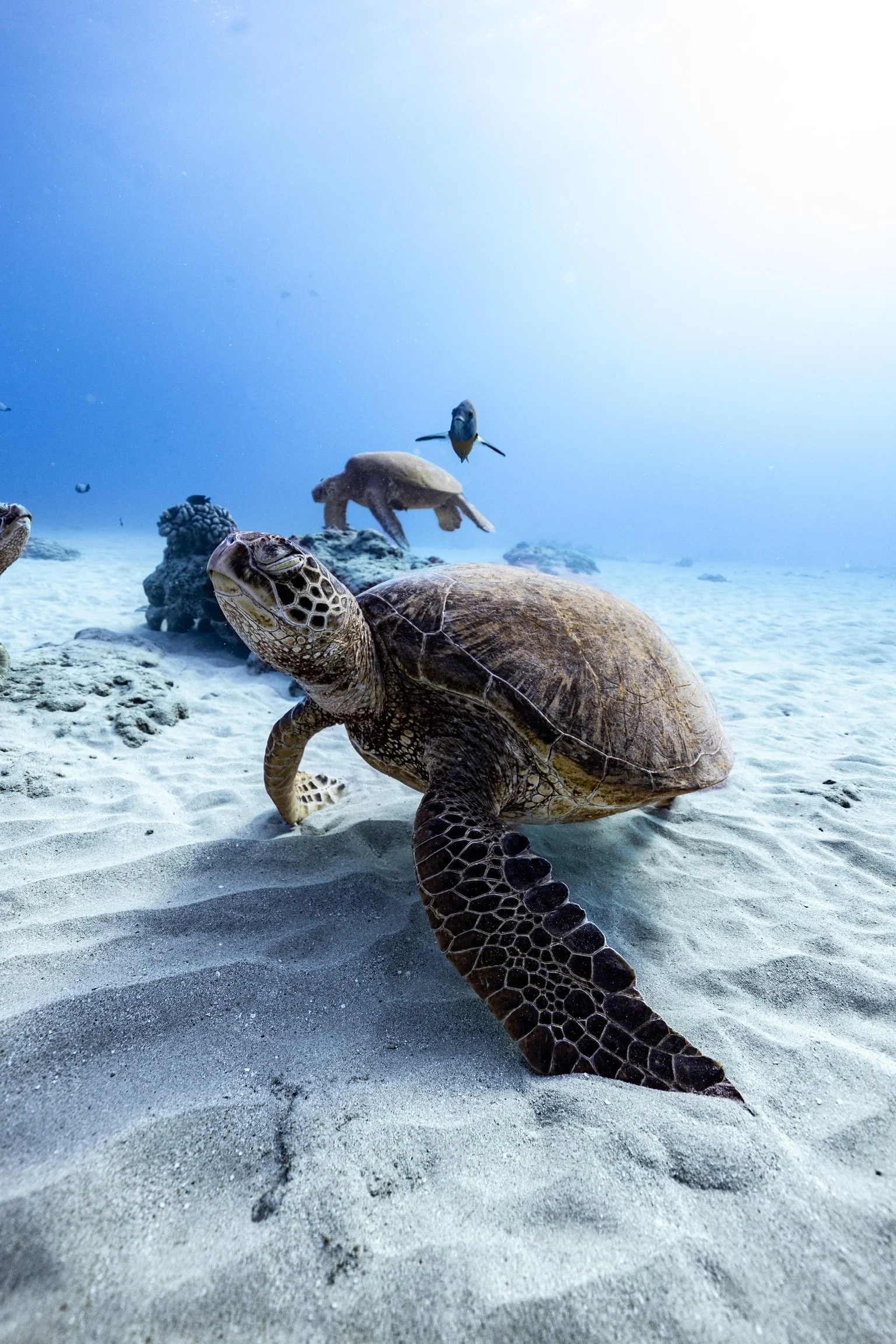 Snorkeling with sea turtles on a Waikiki boat cruise in Honolulu, Oahu.