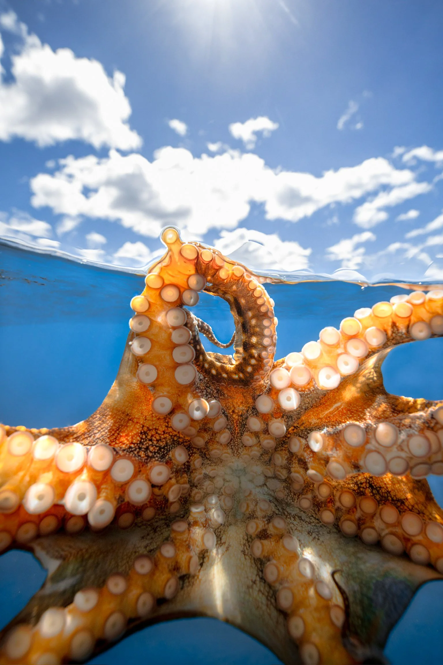 Close-up of a Hawaiian reef octopus underwater near Waikiki with sunlight and clouds visible above the surface.