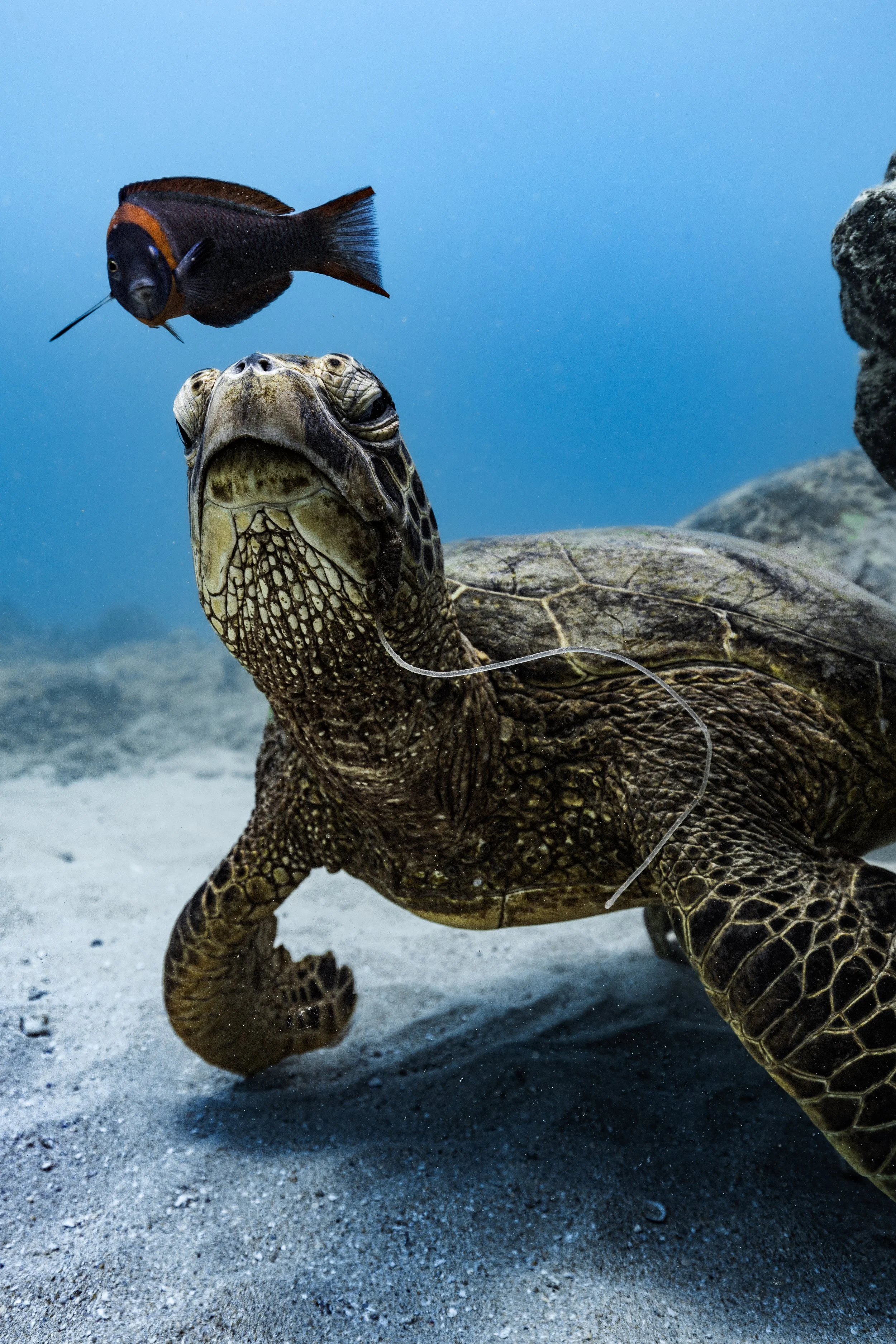 Turtle snorkeling experience at Turtle Canyon during a Waikiki boat charter.