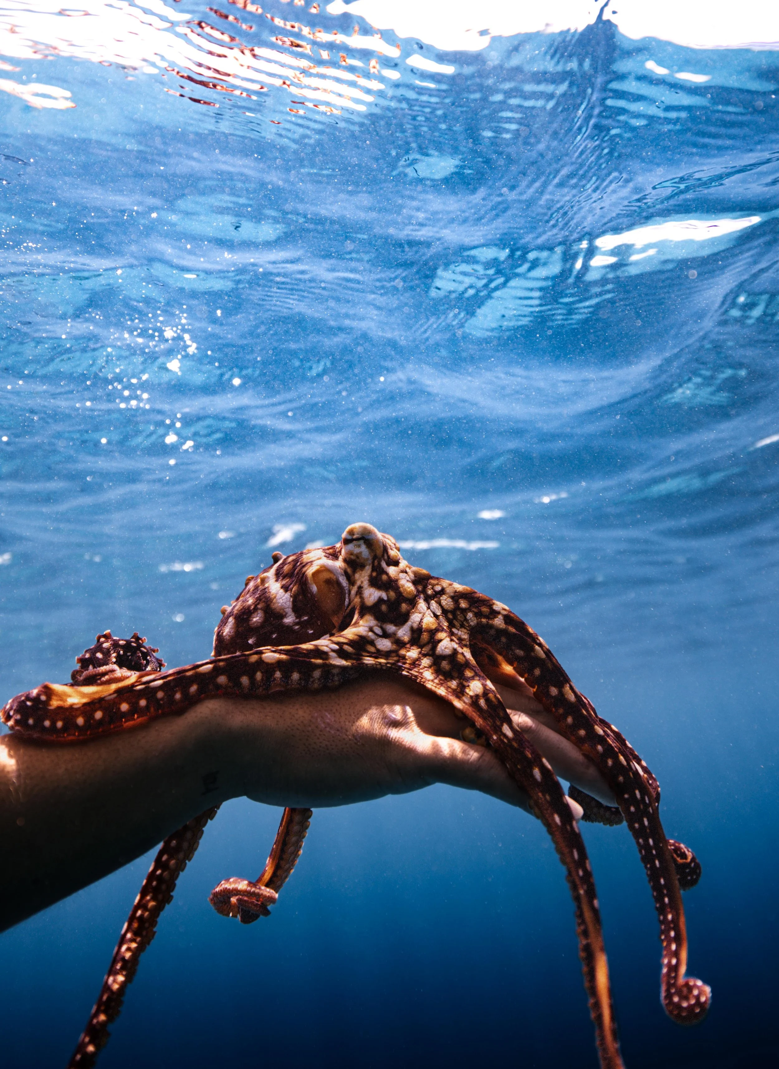 Snorkel tour to Turtle Canyon on a Honolulu boat charter from Waikiki Harbor.
