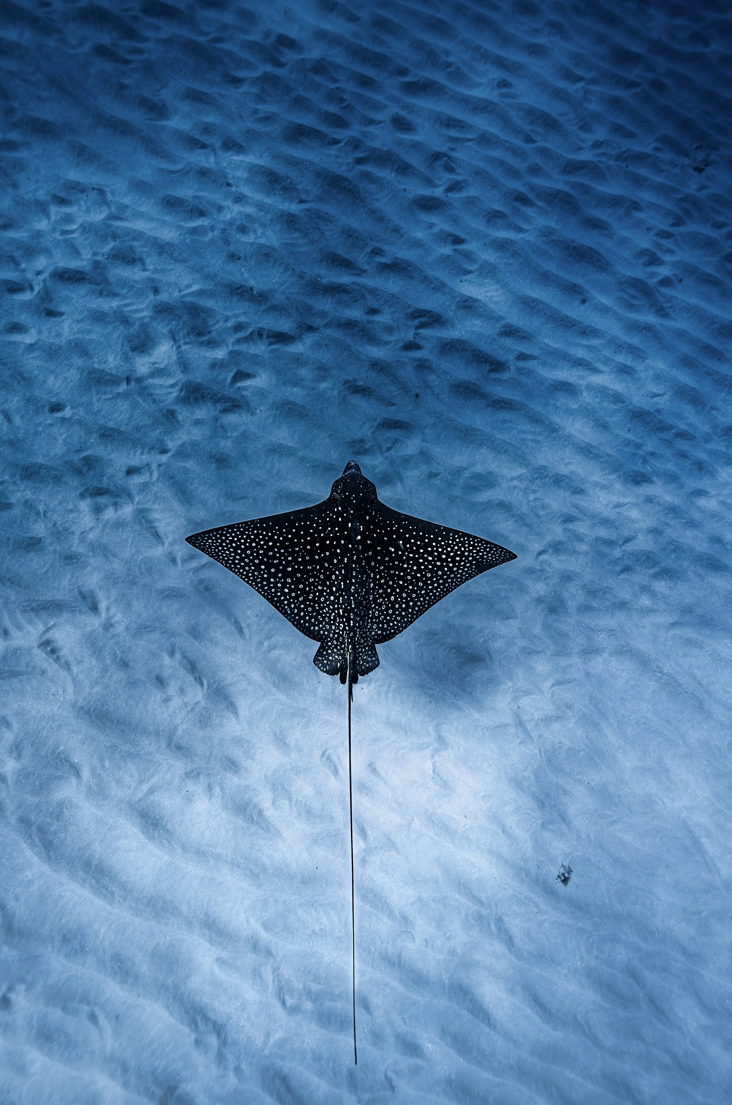 Swimming with Hawaiian green sea turtles at Turtle Canyon during a Waikiki snorkel boat tour.