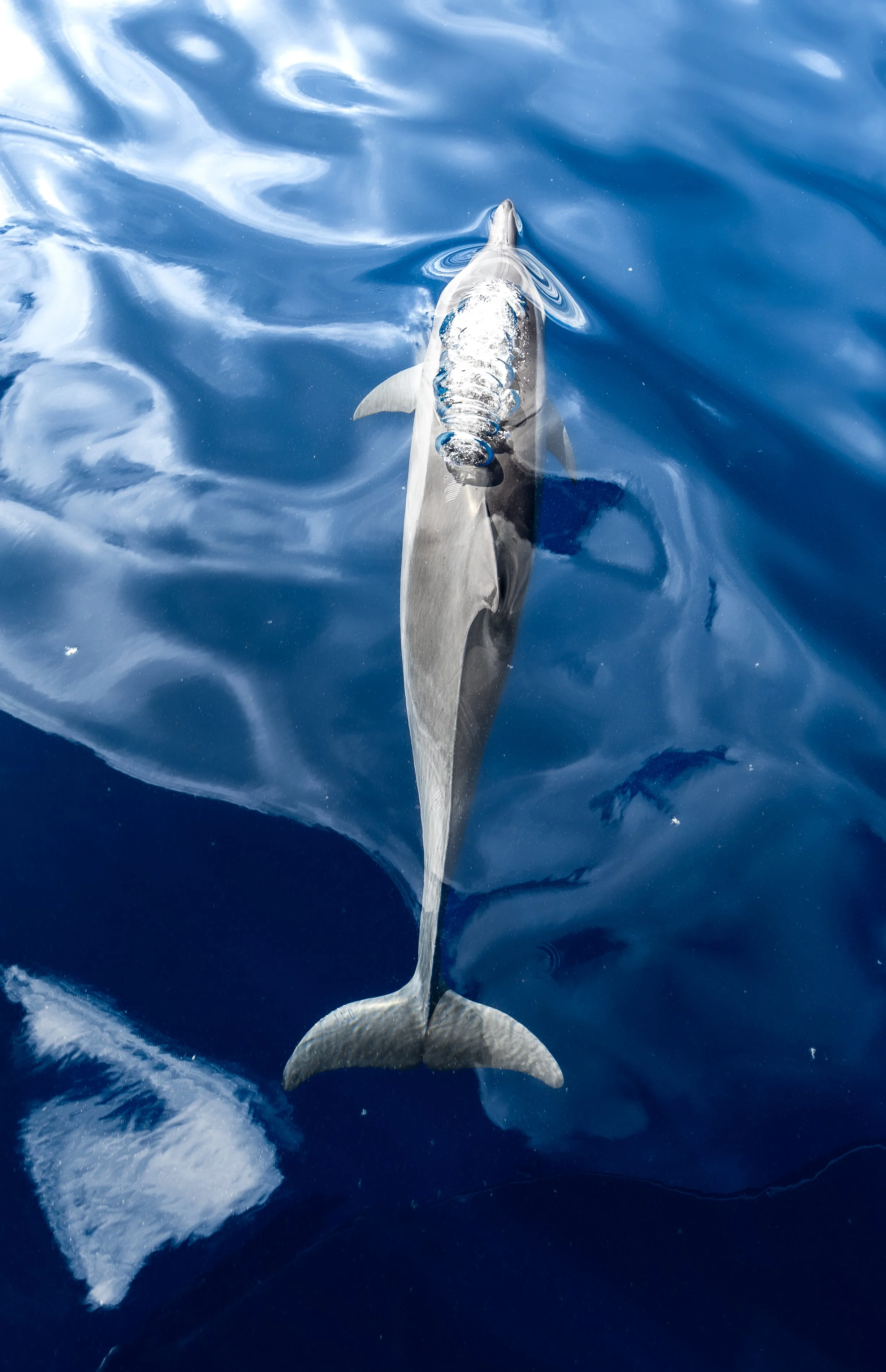Wild dolphins seen on one of the best snorkel boat tours in Waikiki.