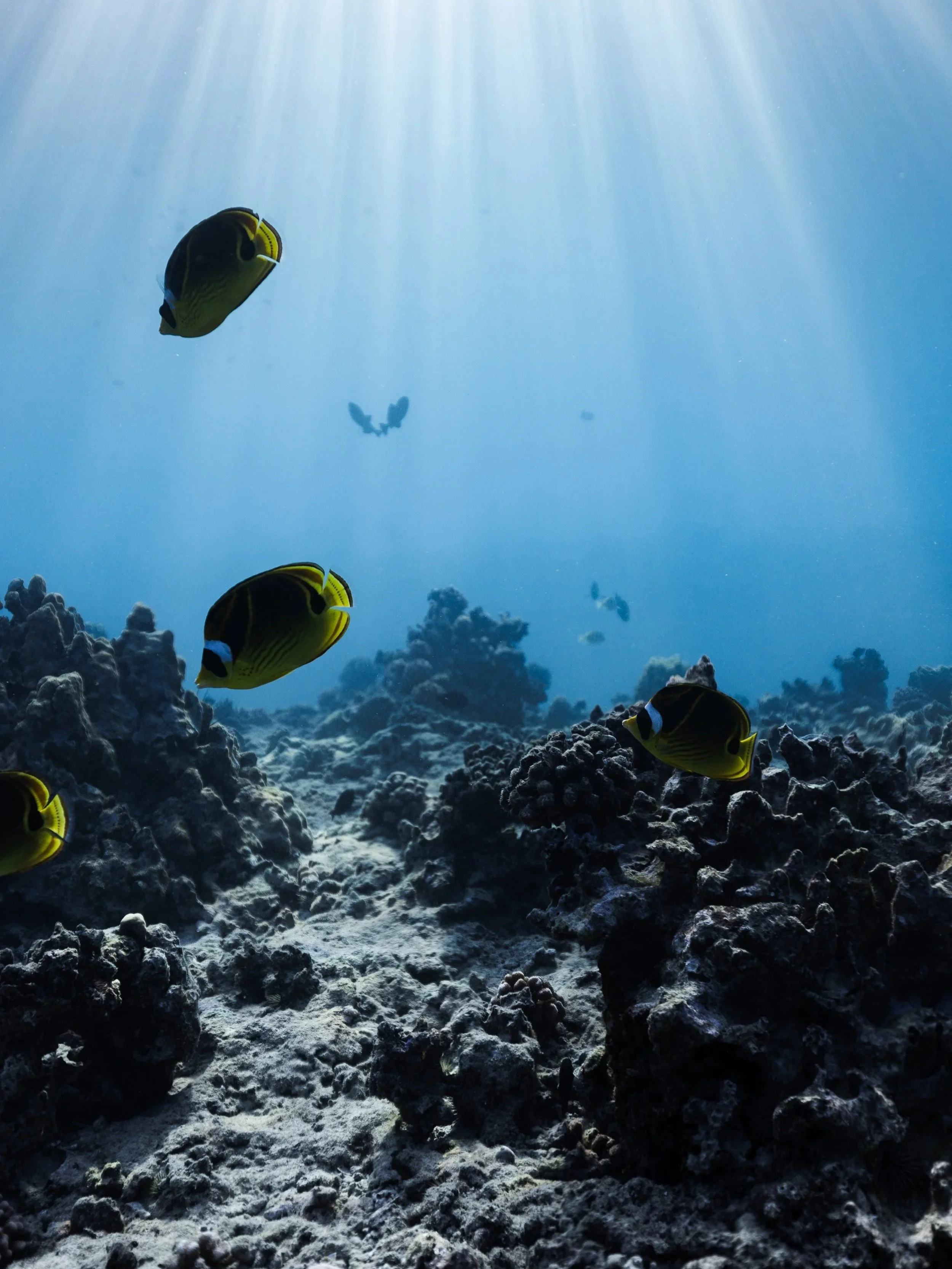 snorkeling at Ko Olina lagoons west Oahu coral reef fish