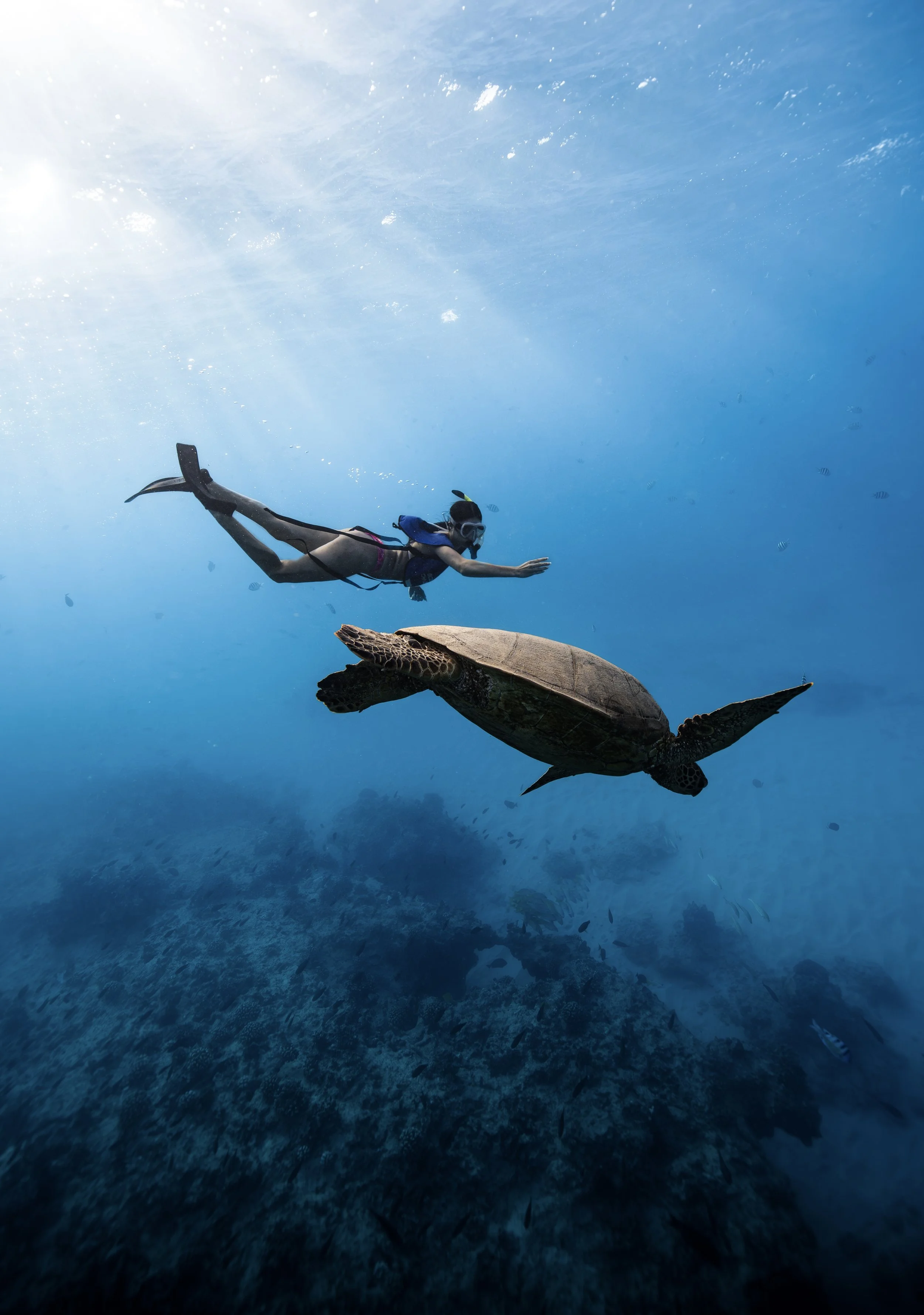 Island Splash Tours