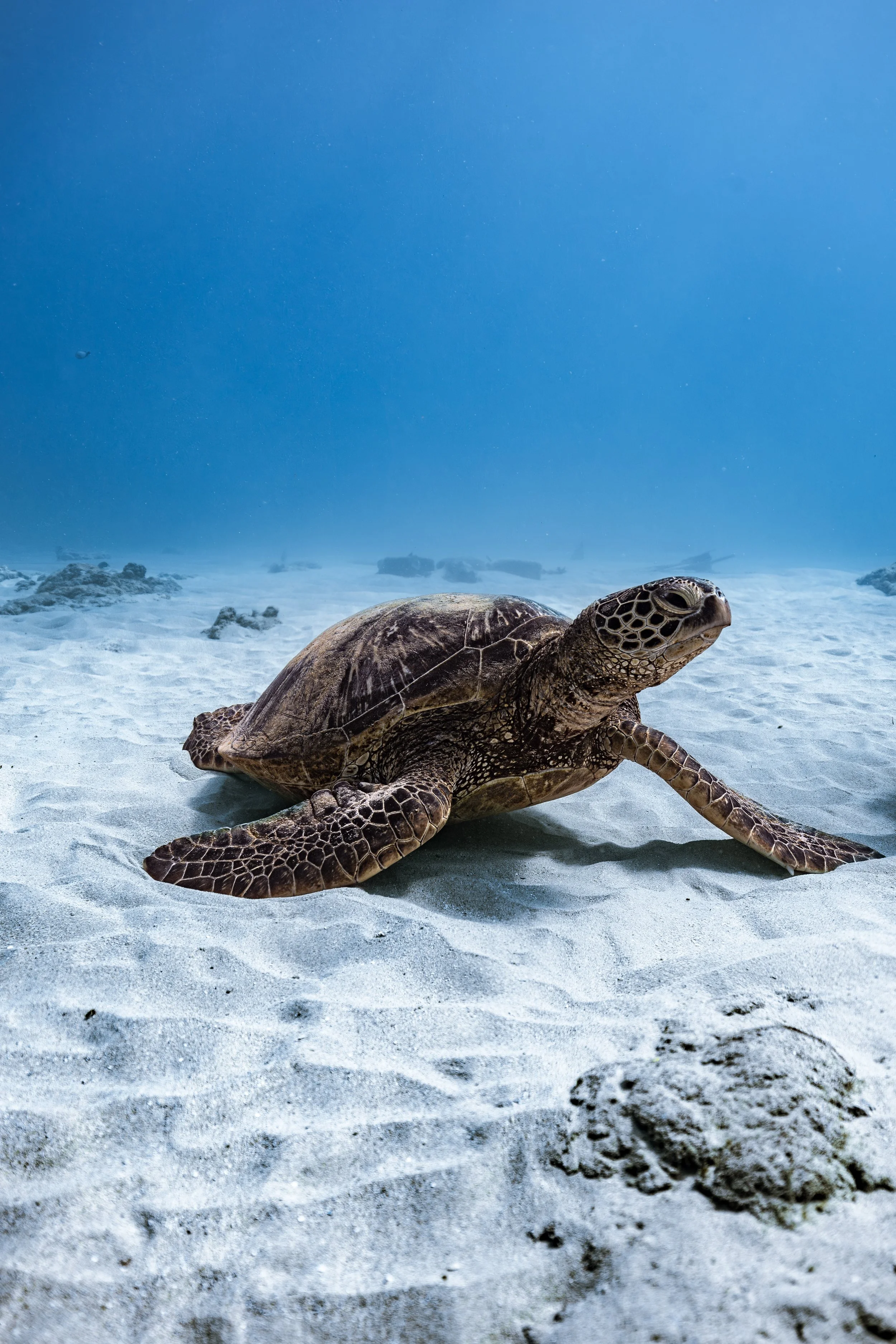Turtle Canyon snorkeling experience on a top-rated Oahu snorkel boat cruise departing Waikiki.