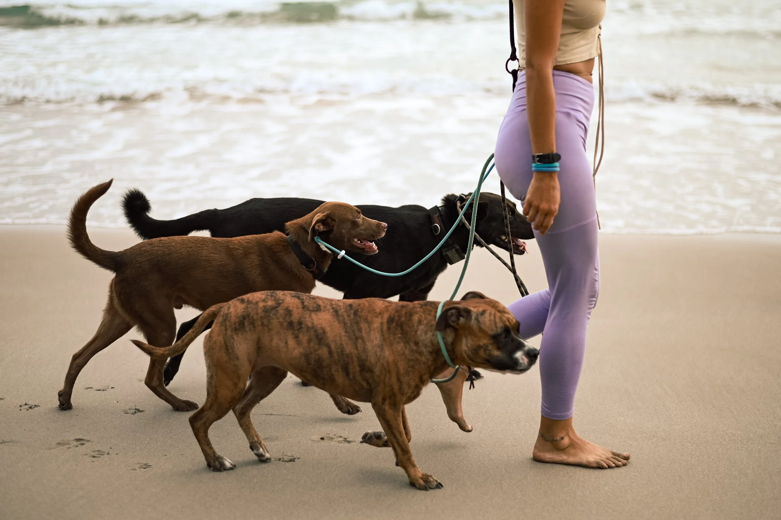 Pack Walk | Caminata en manada